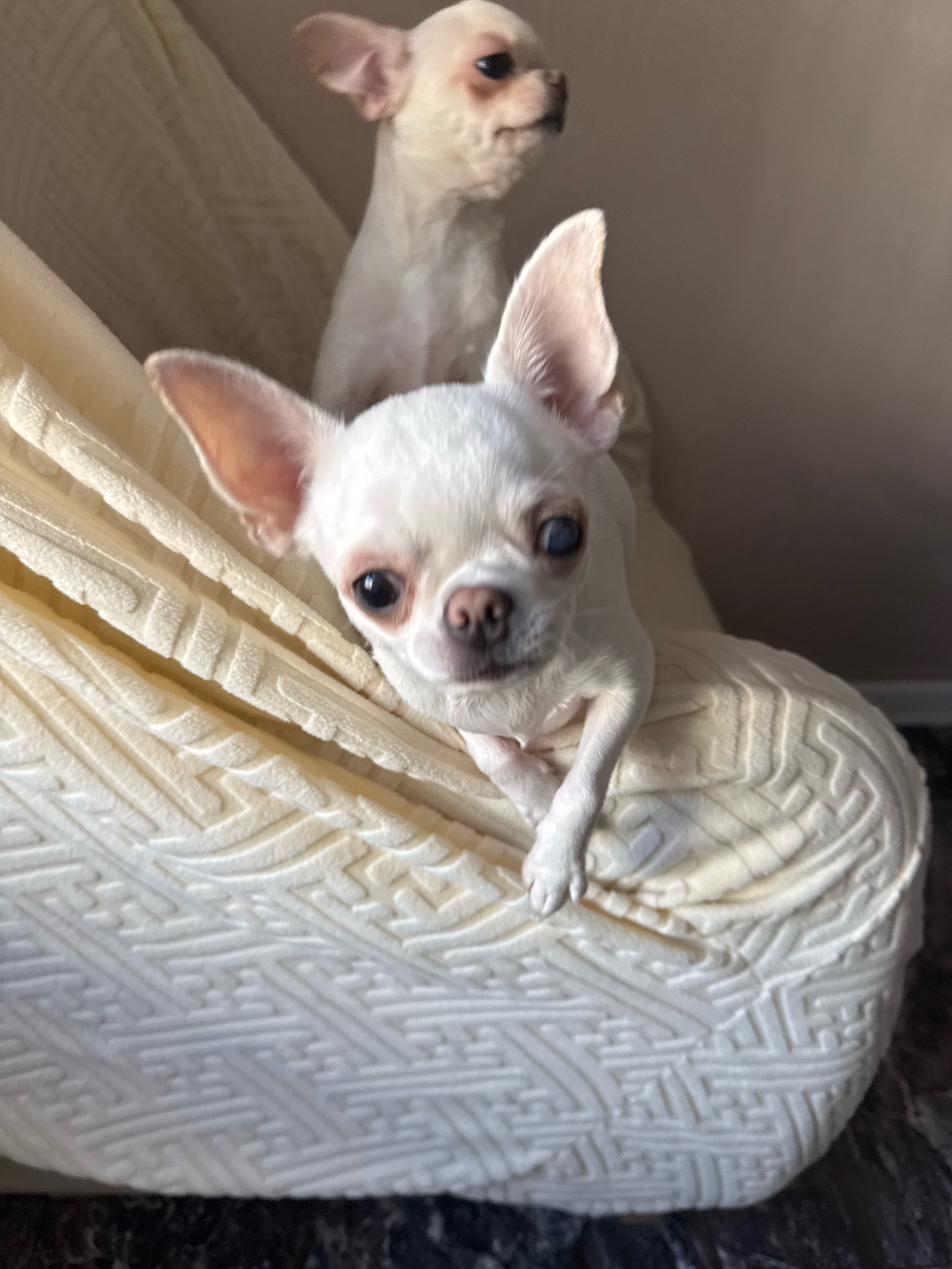 This image shows two white Chihuahuas on a cream-colored, textured blanket. The Chihuahua in the foreground is closer to the camera, facing forward with its head slightly tilted. It has large ears, dark eyes, and a pink nose. Its front paws are resting on the blanket. Behind it, a second Chihuahua is visible, also white, with its head turned to the side. The background is a plain, neutral-colored wall. The scene is lit by natural light, casting shadows and highlighting the textures of the blanket and the dogs' fur. The image does not provide any information that would allow for its location to be determined, including the city of Novosibirsk, Russia.