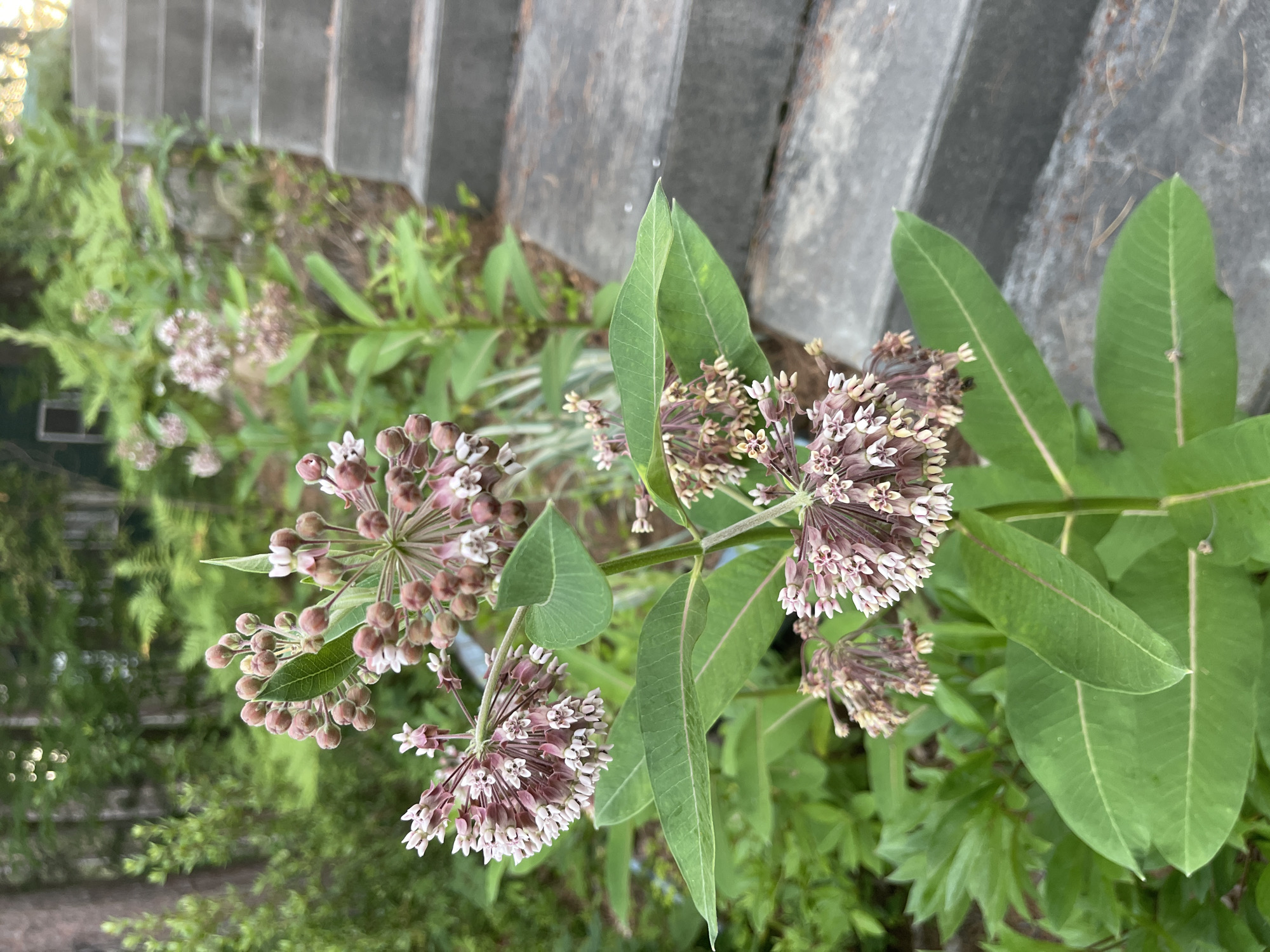 This is a close-up, eye-level, outdoor photograph taken in Brantingham, United States, focusing on a milkweed plant with pink and white flowers and prominent green leaves. The plant is in the foreground, with several clusters of developing seed pods and open flowers. In the background, to the right, are concrete stairs leading upwards. Behind the plant and stairs, a blurry backdrop of trees and greenery suggests a natural or wooded environment. The lighting appears to be natural daylight, possibly late afternoon given the warm tones in the upper right corner. There are no people or animals visible in the image.