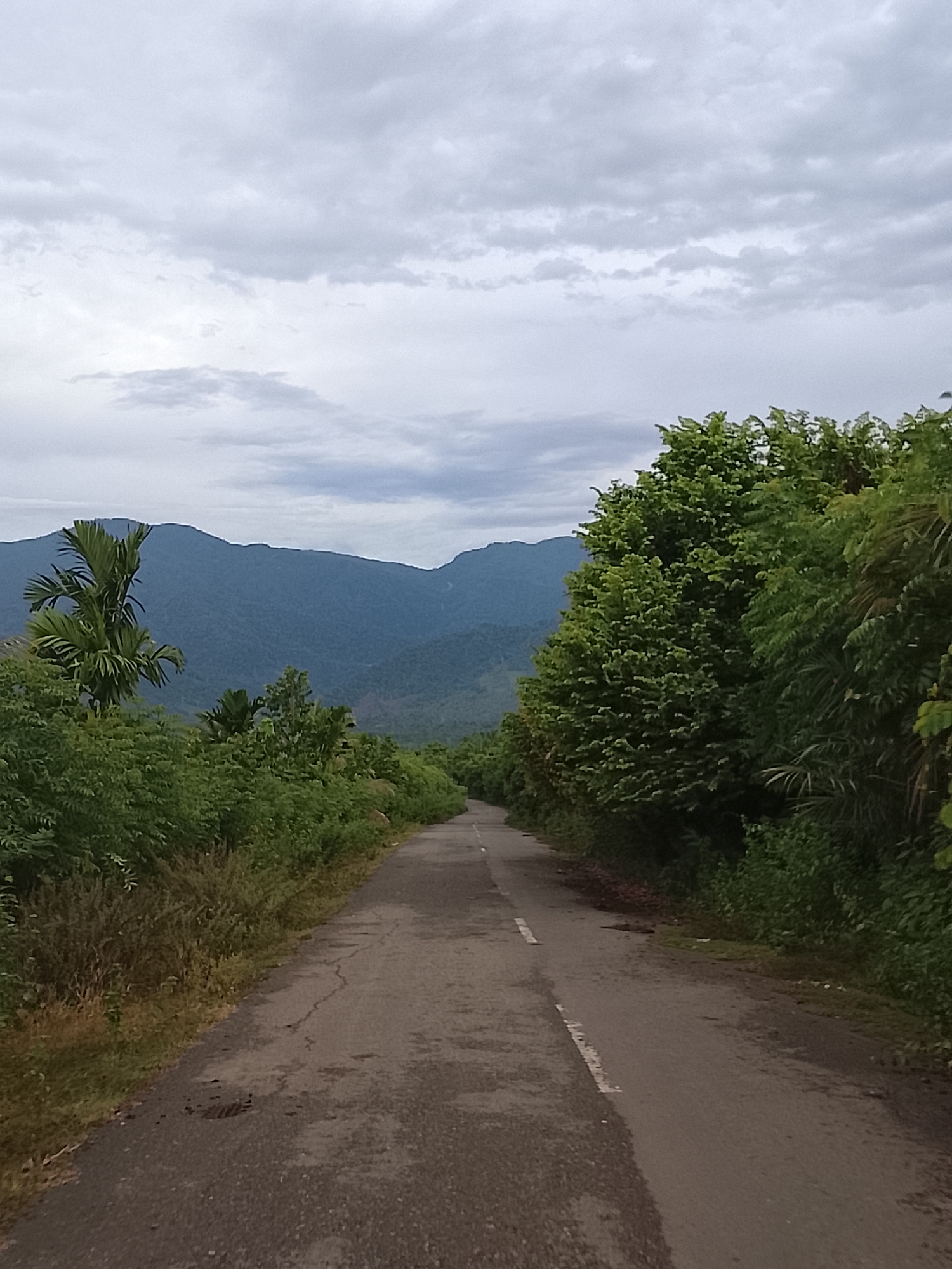 The image shows a paved road curving through lush green vegetation. The road is cracked and worn in places, with white dashed lines marking the lanes. On either side of the road, dense trees and foliage grow, with some taller palm-like trees visible on the left. In the distance, a range of blue-tinged mountains rises against a cloudy sky. The scene appears to be a rural or semi-rural landscape, possibly in or near the city of Cot Seutui, Indonesia, given the tropical vegetation. There are no people or animals visible in the image. The overall impression is one of a natural, somewhat remote setting.