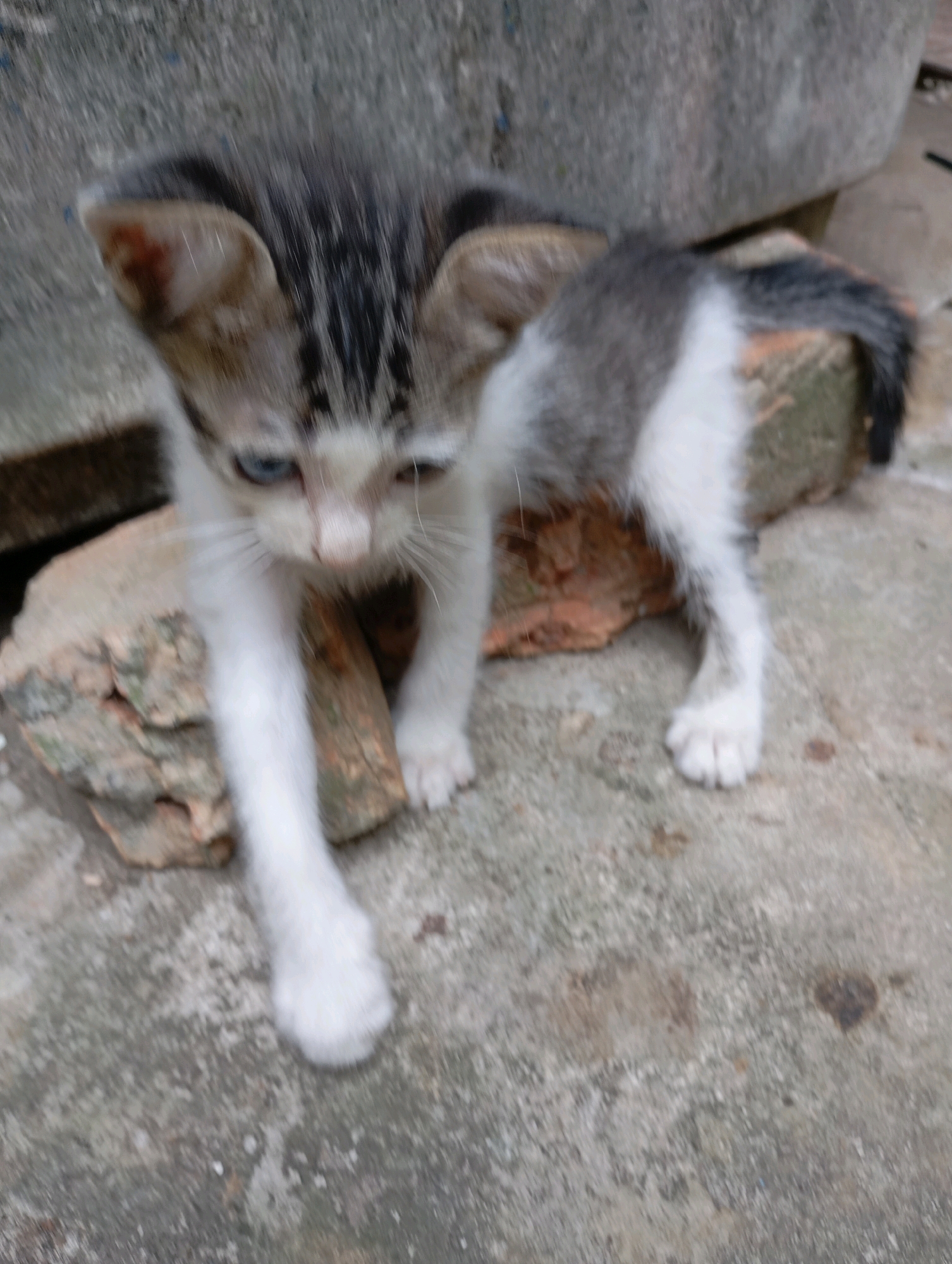 The image shows a kitten with white, grey, and black fur. It has blue eyes and is positioned on a rough, grey concrete surface with some reddish-brown stones or bricks nearby. The background consists of a large, grey, rough-textured object, possibly a wall or rock. The overall scene is outdoors, with the kitten appearing to be in an urban or semi-urban environment, consistent with a location in Balikpapan, Indonesia. The image is slightly out of focus.