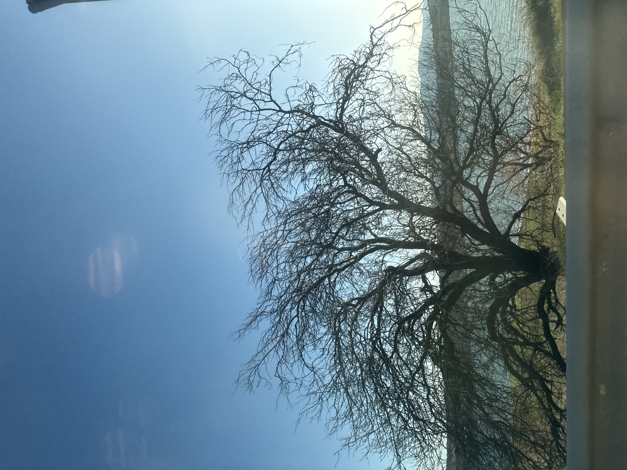 The image shows a bare tree with many branches against a blue sky on the left and a blurred background of possibly a body of water or landscape on the right. The photo appears to be taken from inside a vehicle, as suggested by the framing on the right edge. The tree lacks leaves, indicating it could be winter or early spring. No people are visible in the frame. It is not possible to determine whether the image was captured in Tbilisi, Georgia, from the visual content alone.