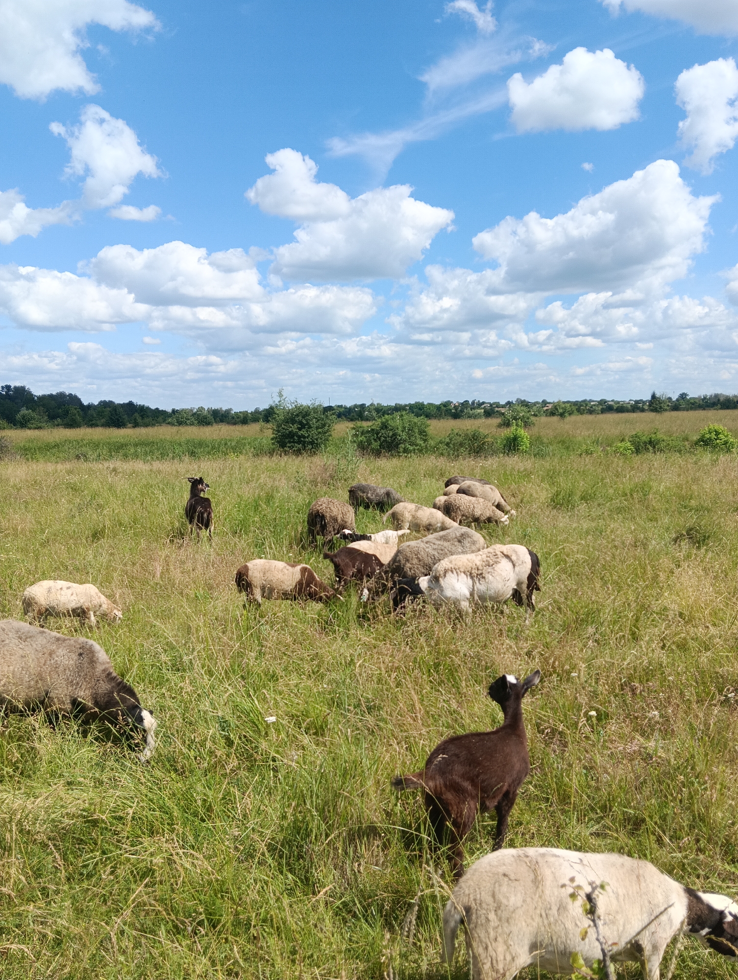 A flock of sheep and one goat graze in a grassy field under a blue sky with white clouds. The sheep are of various colors, including white, brown, and black. One dark-colored goat stands out in the middle of the flock, looking to the side. The field is covered in tall, dry grass with some wildflowers. In the background, there is a line of trees and a distant horizon. The scene appears to be a rural landscape.