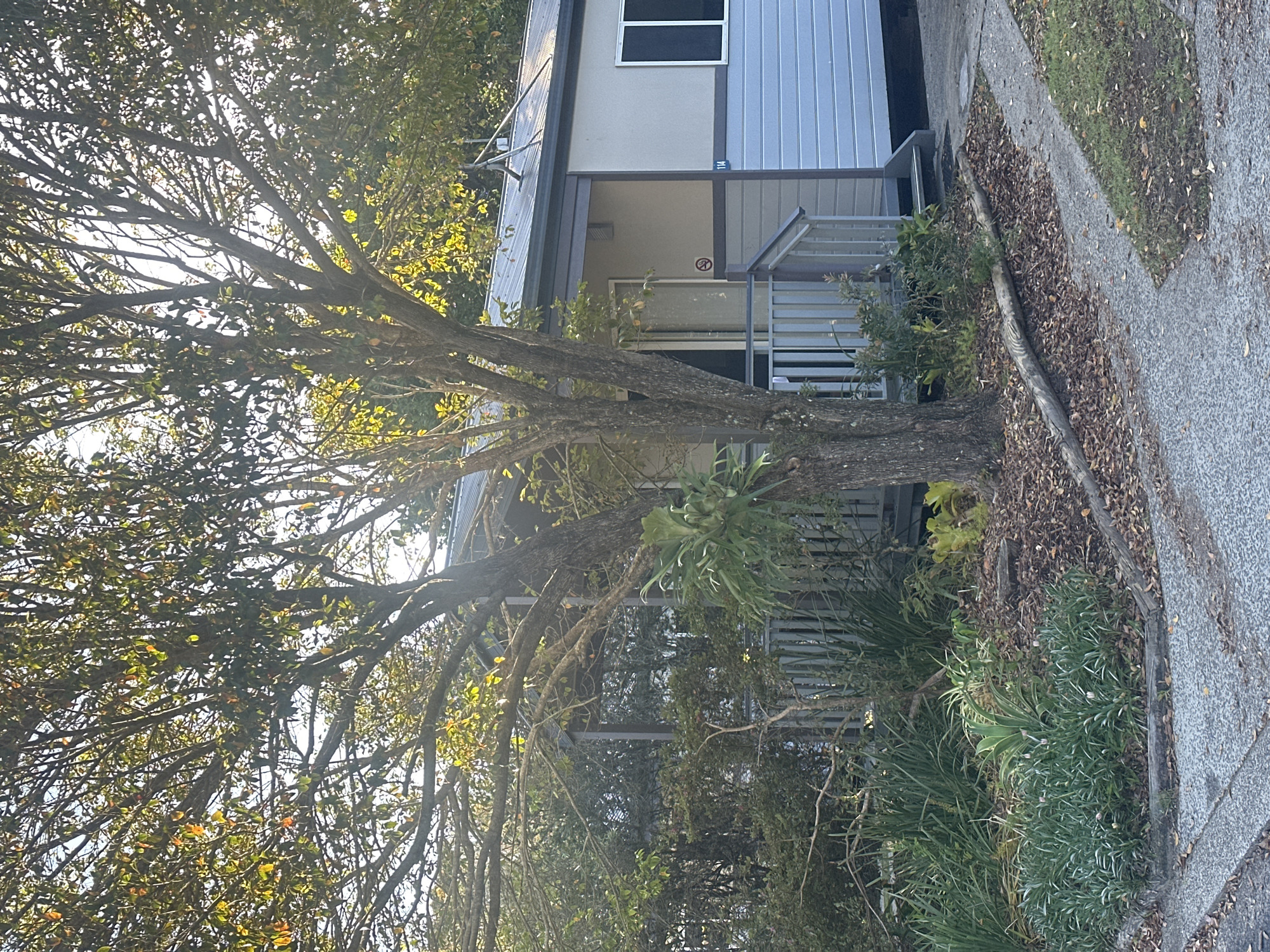 The image shows a mobile home with a covered porch and a wooden railing, situated in a garden setting. A large tree with sparse leaves stands prominently in front of the home, casting shadows. The mobile home has a light-colored exterior with blue siding on the lower half. A staircase leads up to the porch. In the foreground, there is a paved walkway and a garden bed with various plants and scattered leaves. The overall scene appears to be residential, possibly within a caravan park or a similar community. The location is identified as Mylestom, Australia. There are no people visible in the image.
