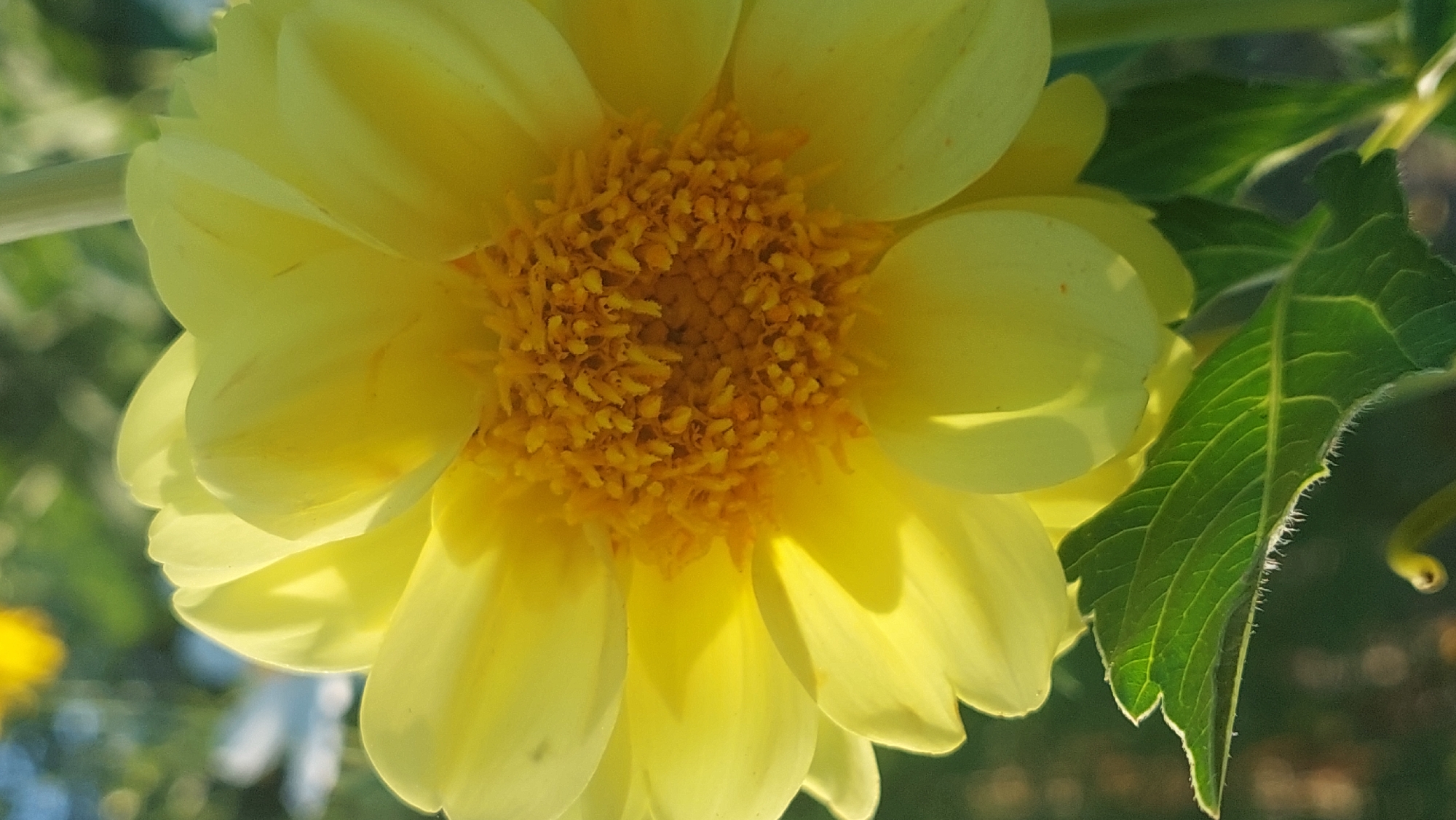 This is a close-up, vertical, outdoor photograph of a bright yellow flower in Kozarovychi, Ukraine. The flower is in focus, with its center filled with numerous small, yellow seed-like structures. The petals are broad and slightly curved, with a soft texture. Sunlight illuminates the petals, creating bright highlights and subtle shadows, emphasizing their layered structure. A vibrant green leaf with prominent veins and fine, white hairs along its edge is visible in the lower left corner of the frame. The background is softly blurred, with patches of green foliage and hints of other out-of-focus flowers, suggesting a garden or natural setting. The lighting indicates it is likely daytime, possibly late afternoon due to the warm tones.