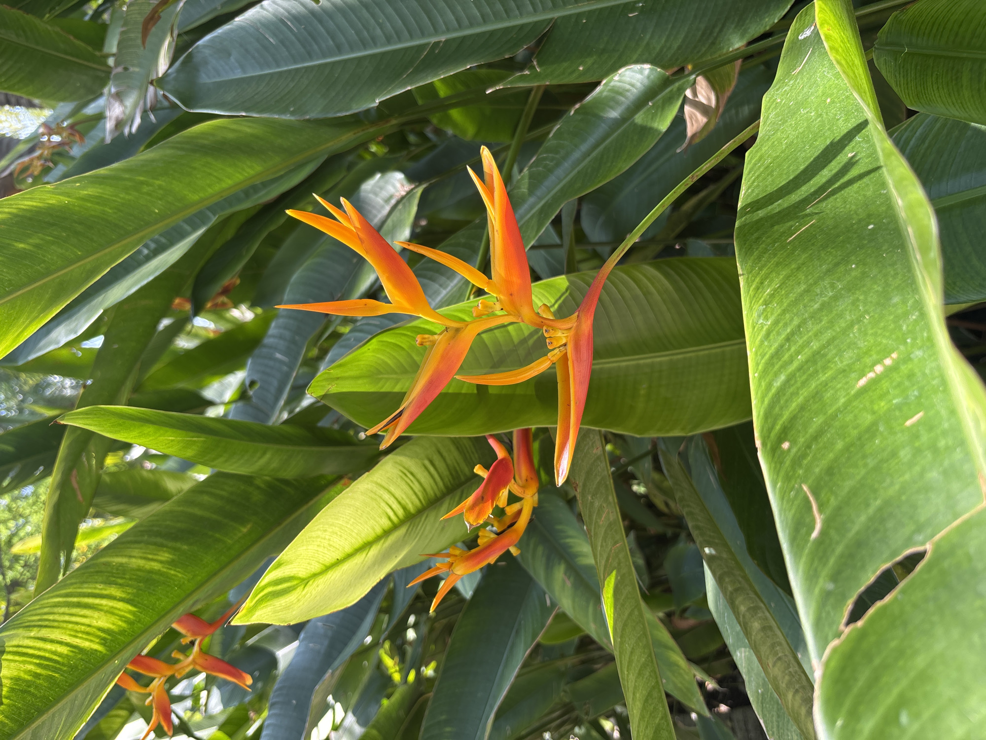 The image shows a cluster of orange Heliconia flowers amidst broad green foliage. The photo was taken outdoors in daylight. Based on the prompt, the location is Tehuixtla, Mexico.