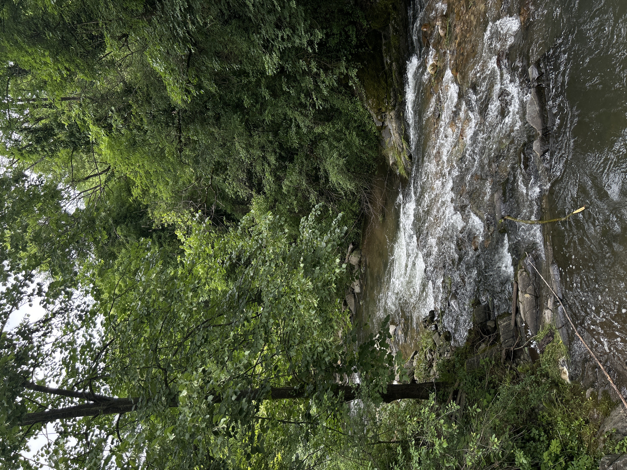 The image depicts a stream cascading over rocks and through lush foliage. Trees densely populate both sides of the stream, casting shadows and creating a natural environment. The stream itself varies in appearance, with sections of turbulent water and calmer pools. A fallen branch rests at the water's edge. The location is unspecified.