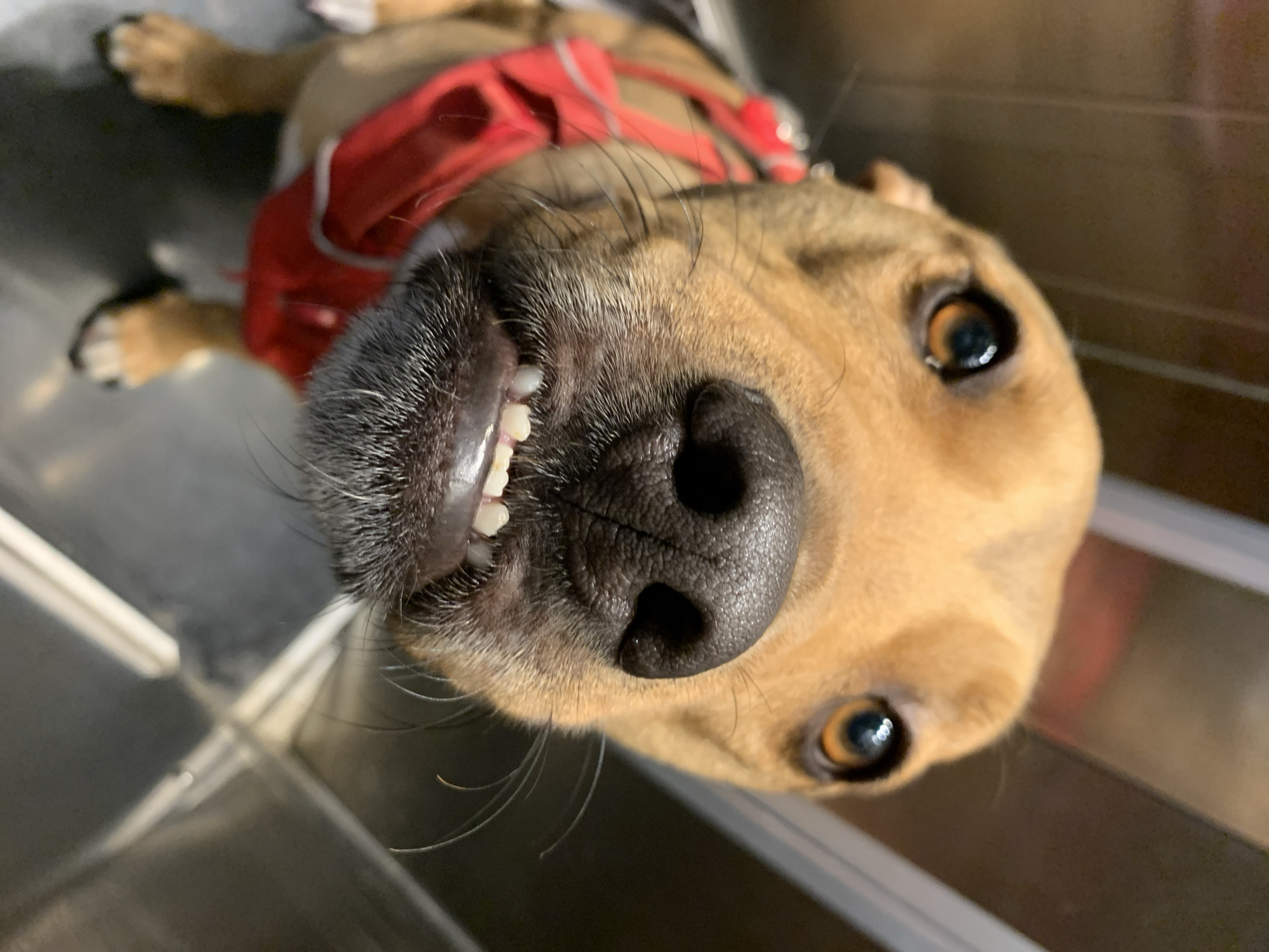 A close-up, slightly off-center, and upward-angled shot features a light brown dog with a red harness laying on what appears to be a gray metallic or tiled surface. The dog's head is tilted, revealing its teeth and black nose prominently. The dog has round, brown eyes that are in focus. The background is blurred and out of focus. The location of the image in the city of Tel-Aviv, Israel cannot be determined from the provided image.