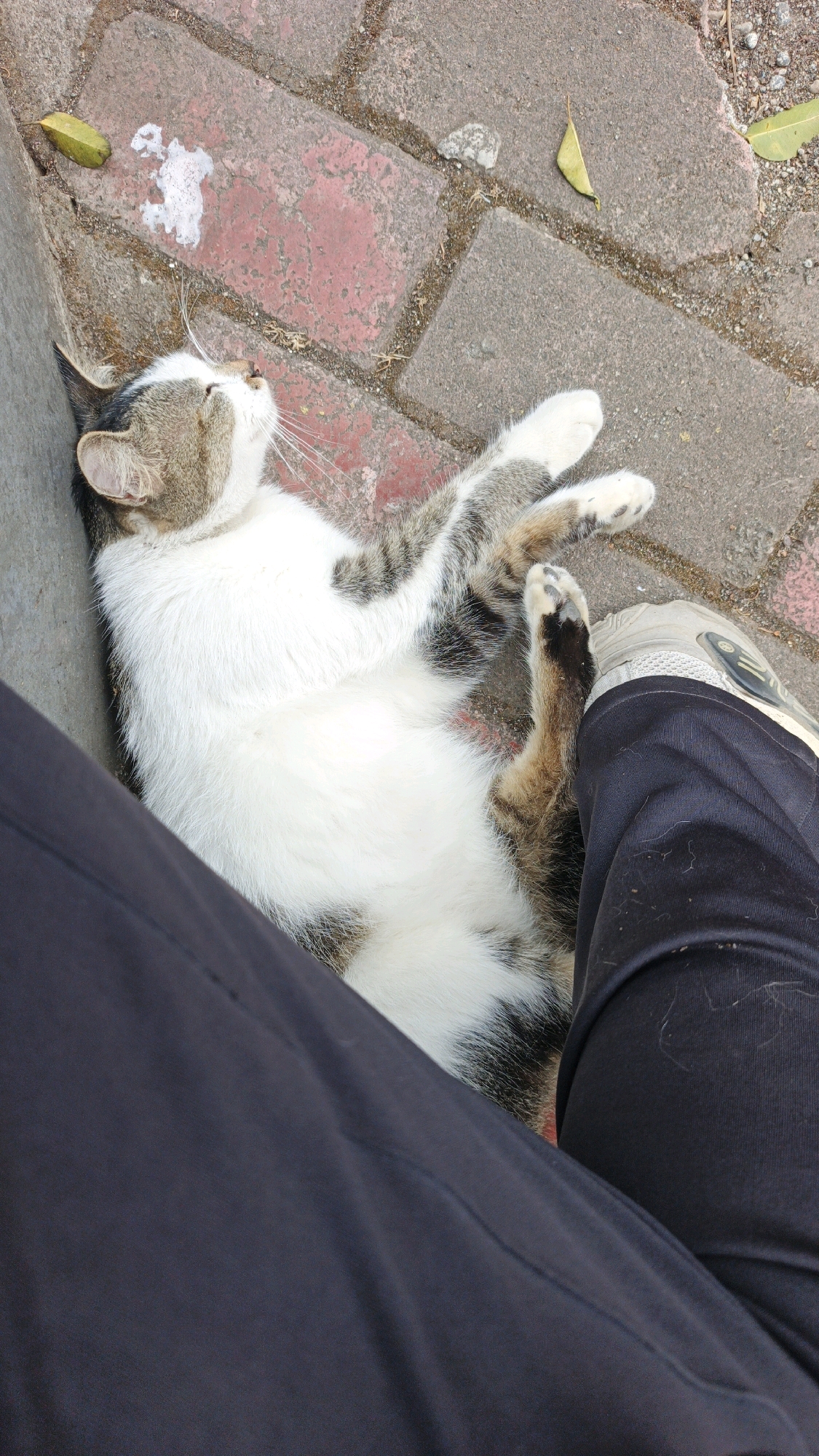 In Desa Karangbenda, Indonesia, a cat is lying on its back on a brick pathway. The cat, predominantly white with tabby markings on its head and back, appears relaxed. Its paws are outstretched. Adjacent to the cat are dark-colored pants and a light-colored shoe, suggesting a person is nearby. The pathway is made of red bricks with some gravel and a few fallen leaves scattered on it.