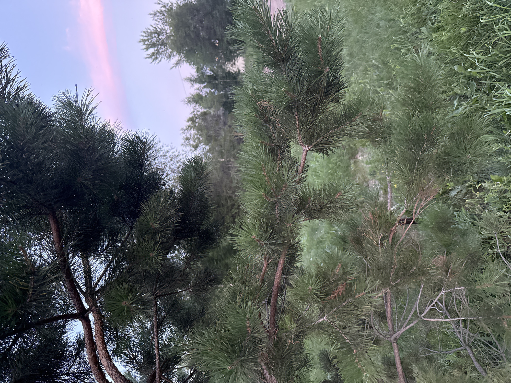 A close-up, eye-level shot captures a pine tree branch in the foreground, its needles a vibrant green against a soft, dusky sky. The sky transitions from a pale blue at the top to a light pink hue near the horizon, suggesting the twilight hours. In the background, the silhouettes of more trees and greenery are visible, indicative of a natural or park-like setting. The scene is peaceful and serene, with no people or discernible actions taking place. This image appears to be taken in the city of Otradny, Russia, where such natural landscapes are common.