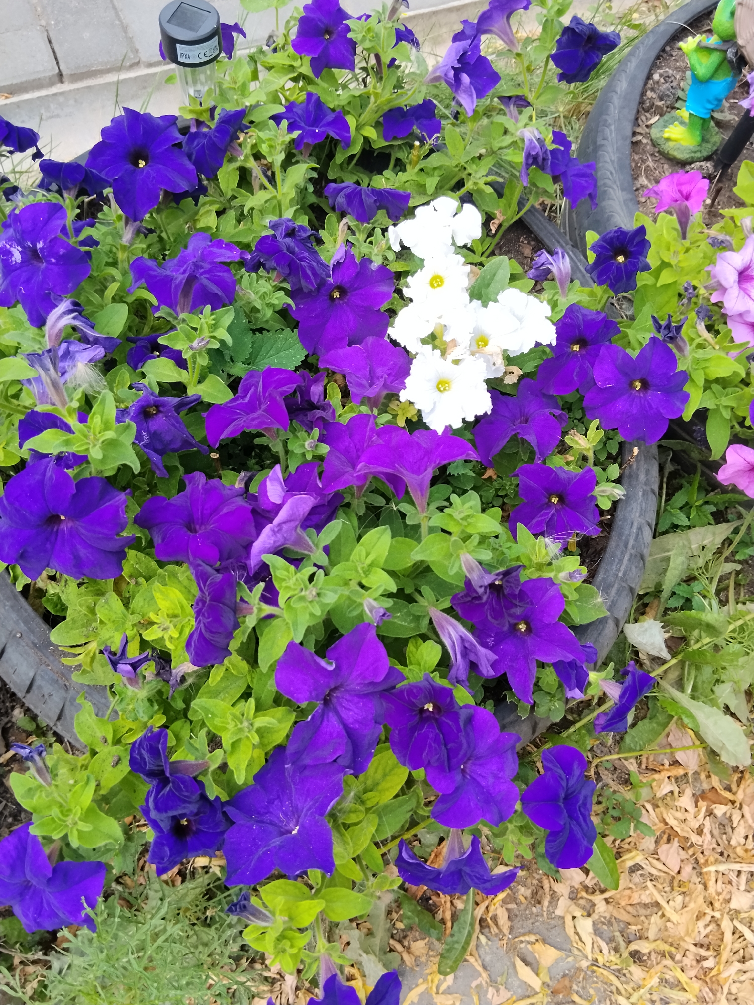 A cluster of purple petunias is blooming in a garden bed on a sunny day. The flowers are a deep, vibrant purple with some white petunias interspersed among them. The garden bed is edged with a piece of black rubber, possibly from a tire, and the ground is covered with mulch and some dry leaves. In the background, a small solar-powered garden light and a decorative frog statue can be seen. The location is Kokshetau, Kazakhstan.
