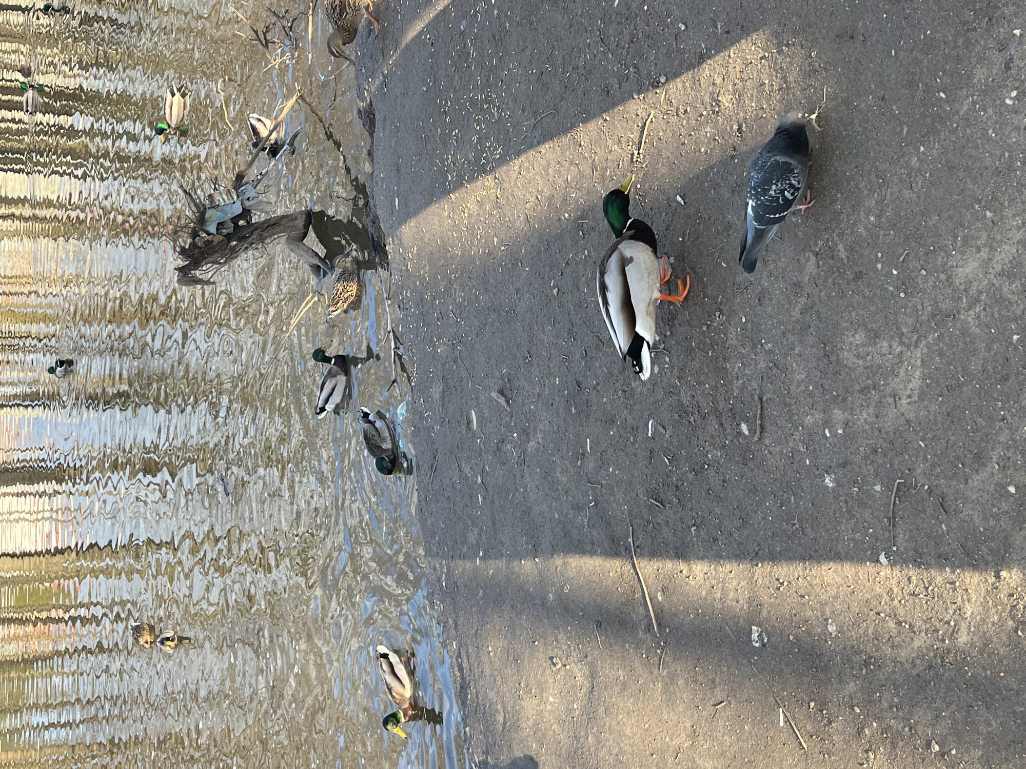 The image depicts an outdoor scene in Klin, Russia, featuring a body of water next to a dirt and debris-covered ground area. Several ducks are present both in the water and on the ground. A single pigeon stands on the ground. Sunlight casts shadows on the ground surface. The water's surface exhibits ripples and reflections. There is natural debris like sticks and leaves scattered around.