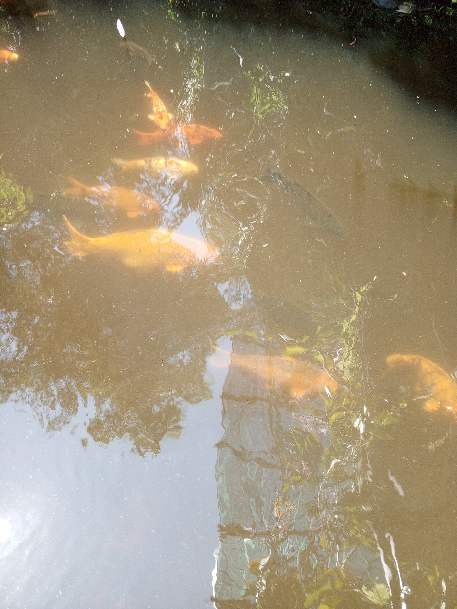 The image depicts a pond with several koi fish swimming in murky water. The fish are predominantly orange and yellow in color. Submerged aquatic plants and reflections of trees on the surface are also visible. The setting appears to be an outdoor environment, potentially a garden or park. No specific landmarks or signs of Hoa Thang, Vietnam, are identifiable within the provided image.