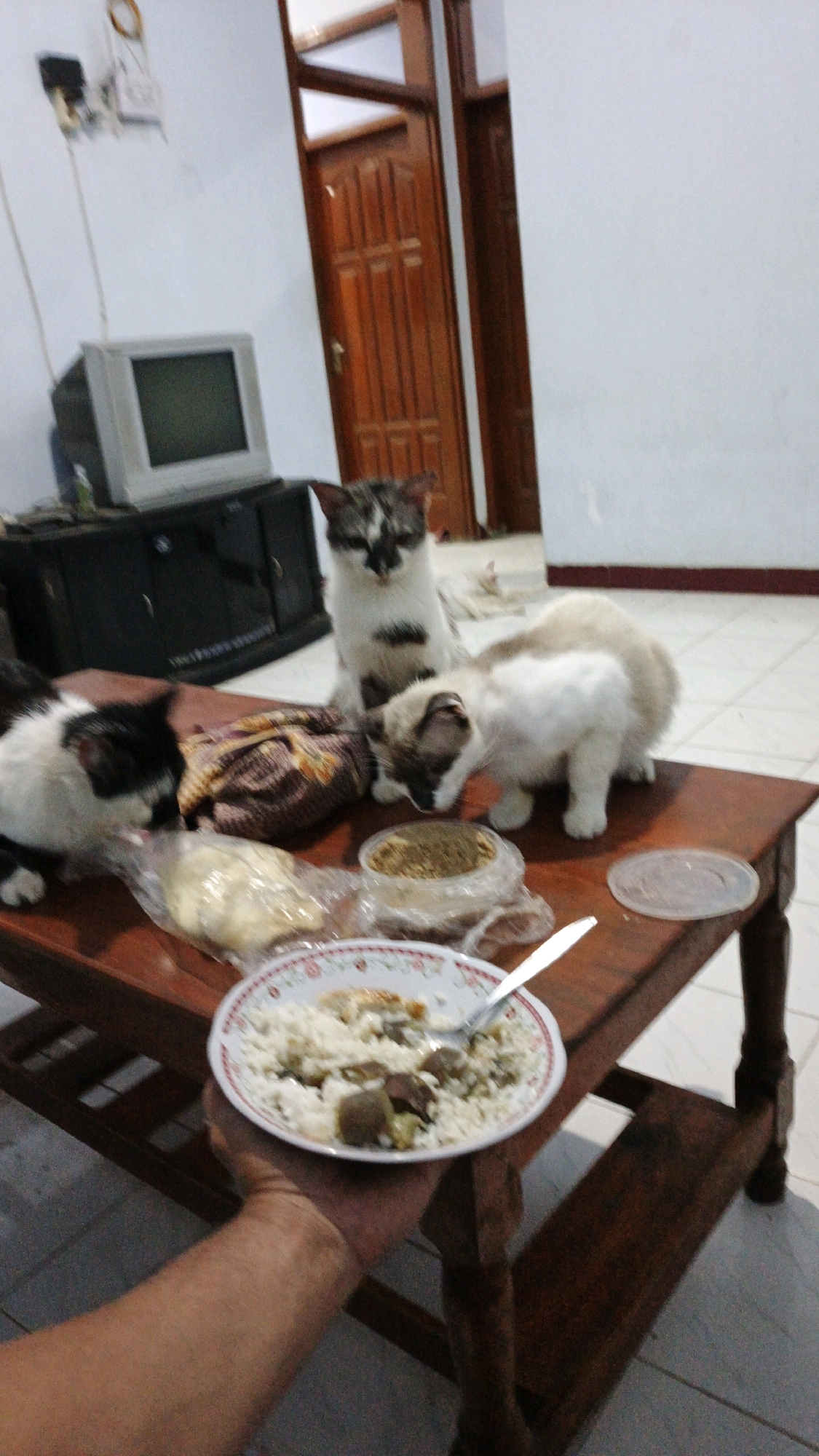 In Campurdarat, Indonesia, a dimly lit room features a wooden table where three cats are gathered around food. A black and white cat is on the left, sniffing a plastic-wrapped item. A tan and white cat is in the center, appearing to eat from a bowl. A black, white, and grey cat stands behind them, looking towards the viewer. On the table, there are also packets of food, a small bowl of kibble, and a plate of rice with meat and vegetables, which a person's arm is holding. In the background, a television set sits atop a cabinet, and a wooden door is visible. The floor is tiled.