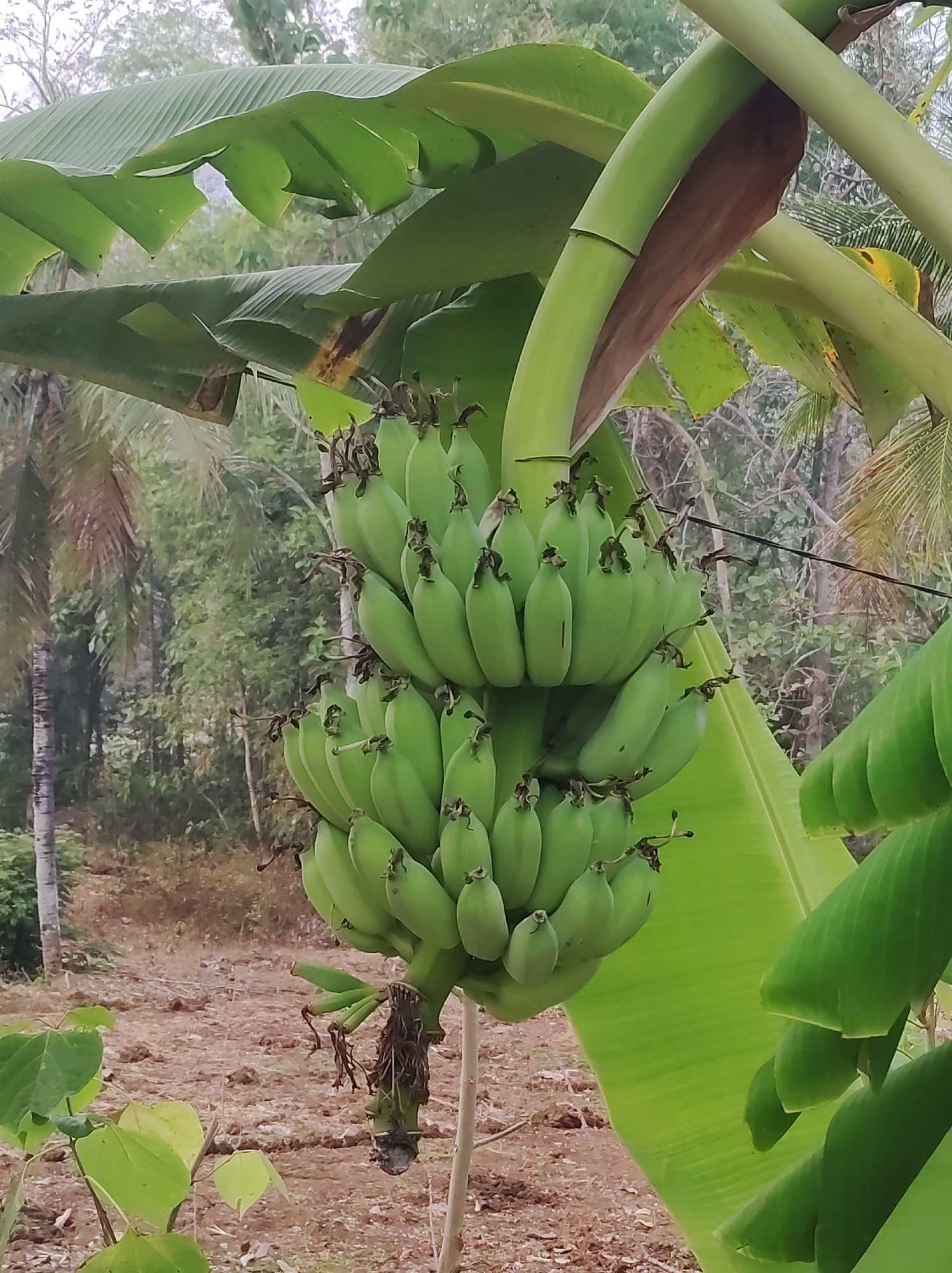 A cluster of unripe green bananas hangs from a banana plant. The bananas are arranged in two distinct hands, with smaller hands forming a larger bunch. The plant's large, broad leaves, also green, partially obscure the view of the bananas and the background. The background consists of trees and foliage, with some dry, brown earth visible on the ground. The overall scene suggests an outdoor, natural environment, likely a farm or garden in a tropical or subtropical region. The specific location in Mojopuro, Indonesia, indicates a rural or agricultural setting within that area. There are no people or animals visible in the image. The lighting appears to be overcast or diffused, creating soft shadows.