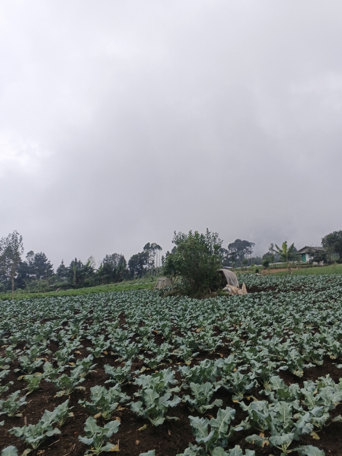 A field of leafy green crops stretches into the distance under a gray, overcast sky. A line of trees and a small structure are visible in the mid-ground. The crops are planted in neat rows, their dark soil contrasting with the light green leaves. In the distance, a simple house and more vegetation suggest a rural setting. The heavy sky implies a cool or rainy climate.