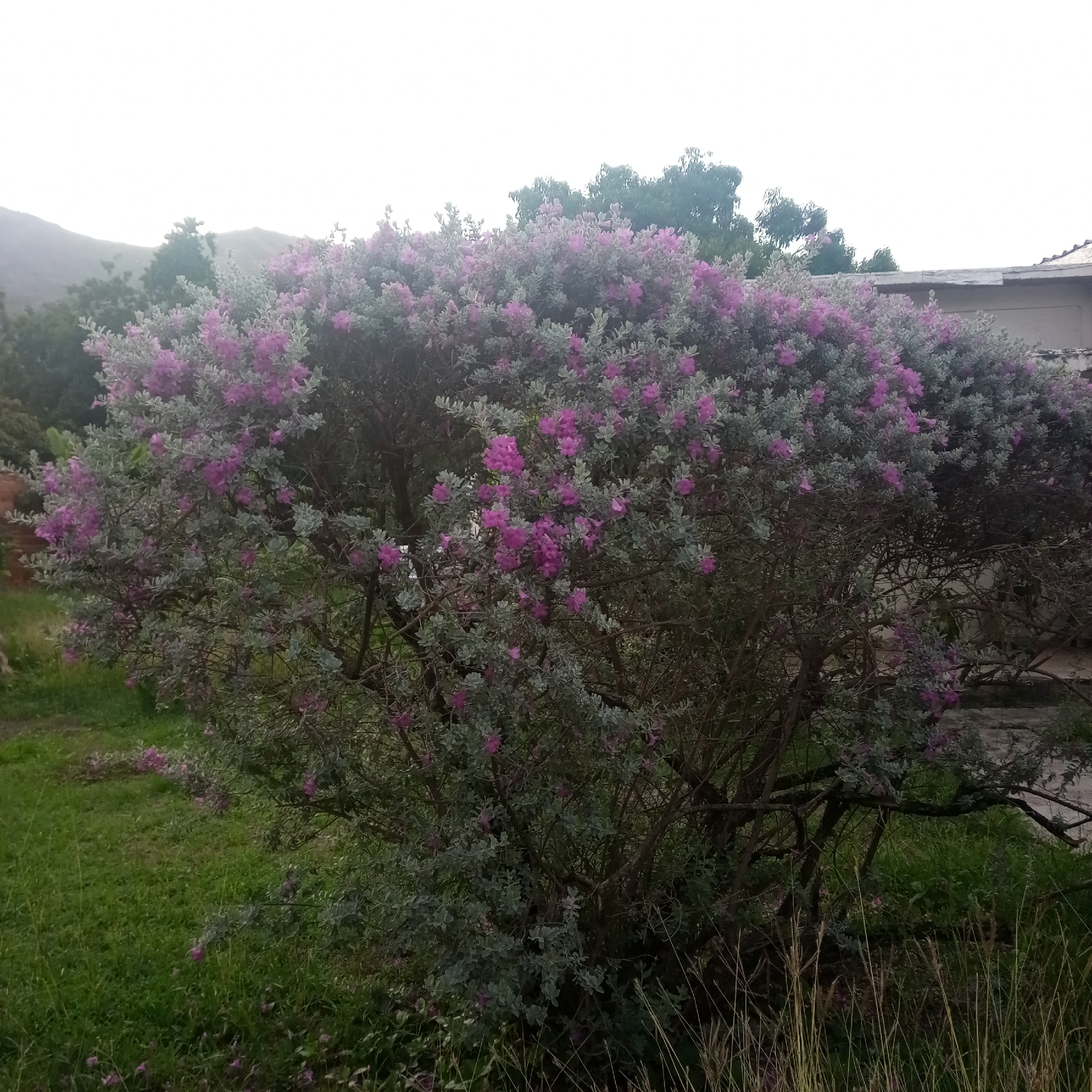 The image depicts a flowering shrub with purple blossoms and silvery-gray foliage, likely a Texas sage (Leucophyllum frutescens), situated in a grassy area. In the background, there is a building with a light-colored roof and walls, as well as other trees and foliage. The scene appears to be located in El Limón, Venezuela, based on the request. The overall lighting suggests it could be an overcast day or early morning/late afternoon. No people or animals are visible in the frame.