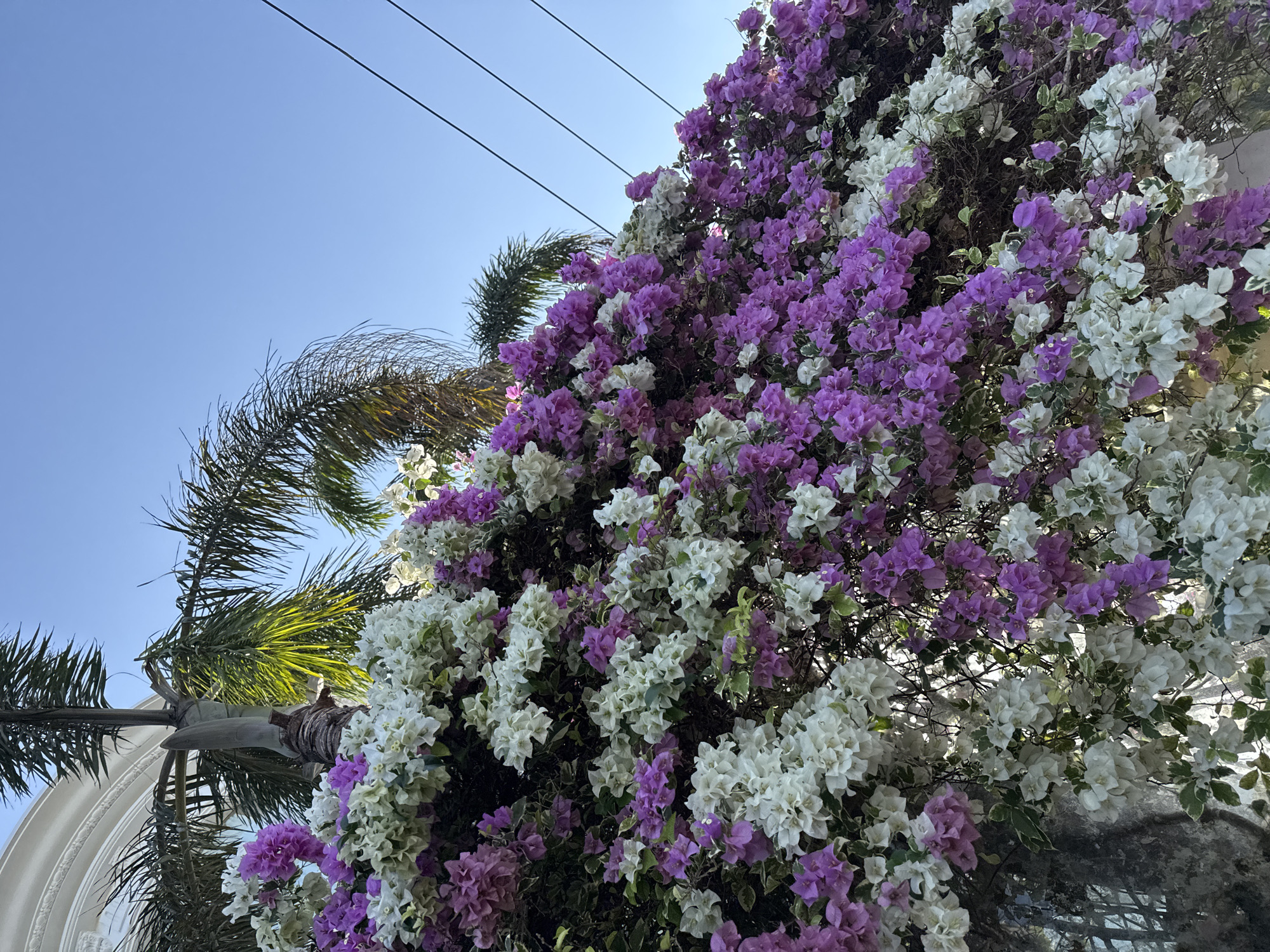 A vibrant cluster of bougainvillea flowers, showcasing a mix of white and purple blooms, cascades down a wall. Palm fronds and a hint of white architectural detail are visible in the background, against a clear blue sky. Power lines are also present, strung across the upper right portion of the frame. The scene suggests an outdoor setting, likely a residential or public space, in Kuta Selatan, Indonesia.