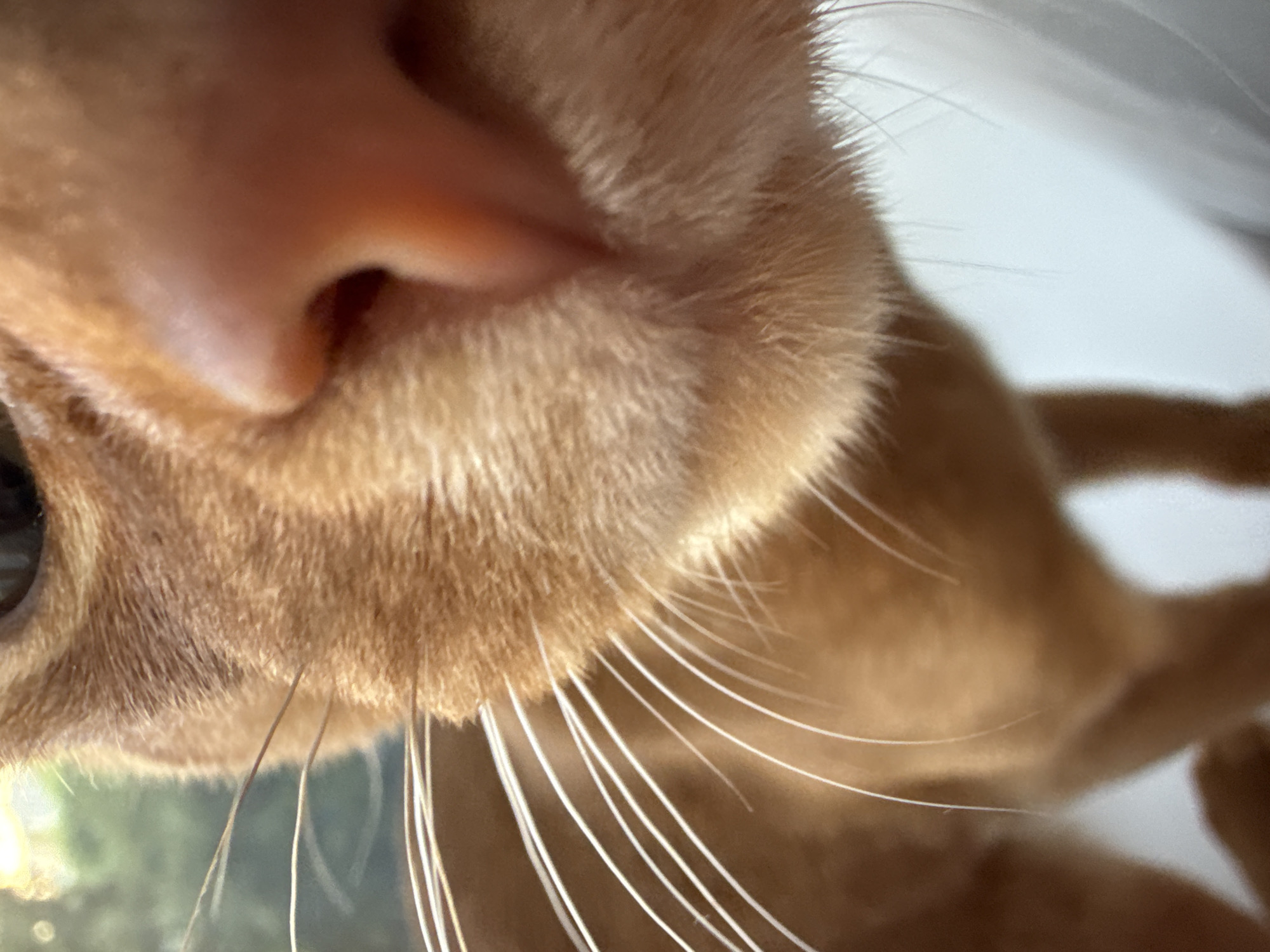 This media file is a close-up, low-angle photograph of a ginger cat's face, focusing on its nose, whiskers, and fur. The cat's nose is a soft pink, and its fur is a warm orange hue. The whiskers are long and white, fanning out from the sides of its muzzle. The perspective suggests the cat is looking directly at the camera, with its head tilted slightly. The background is out of focus, with hints of green foliage and a bright light source, possibly indicating an outdoor setting during the daytime. The lighting creates a soft glow on the cat's fur. There is no visible text in the image. The overall impression is intimate and personal, capturing a moment of a cat's curiosity or engagement with its environment. The location context of Stary Oskol, Russia, does not offer specific visual cues within the image itself.