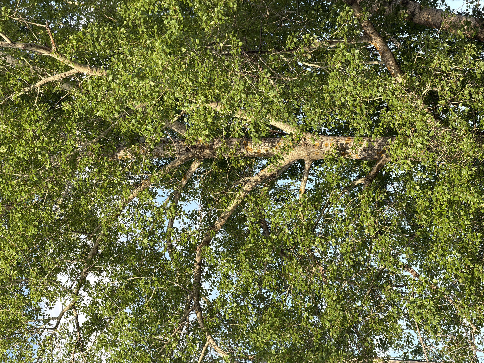 The image shows a tree canopy viewed from below. The leaves are green and dense, obscuring much of the sky. The branches are light gray and brown. Glimpses of light blue sky are visible through the leaves. It is impossible to determine from the image whether the location is Chaikovsky, Russia or not. No people, subjects, objects, actions or interactions are present. The environment is a tree.