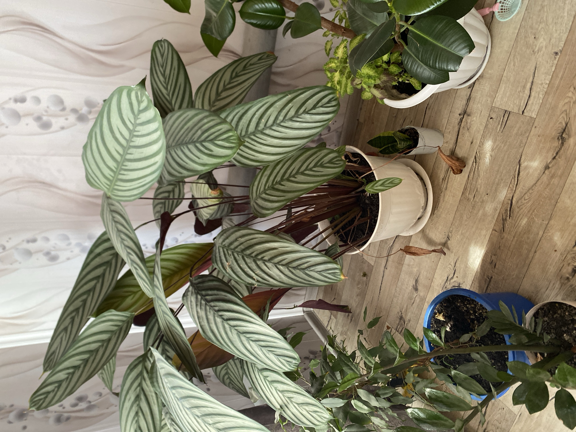 The image depicts an indoor scene with several potted plants arranged on a light-colored wooden floor. In the center, a large Calathea ornata plant with striking striped green and white leaves is prominent in a white pot. To its left, a Ficus plant is in a blue pot. To the right of the Calathea, a Rubber plant (Ficus elastica) with dark green, glossy leaves is in a white pot. Smaller plants, including a snake plant, are also visible. The background features a light-colored wall with a patterned curtain. There are no people or animals in the image. The lighting suggests it is daytime, with light filtering in from the left. The scene appears to be a domestic interior, likely a room in a house or apartment. The location of Chirsha-Tartysh, Russia, is not visually evident from the image itself.