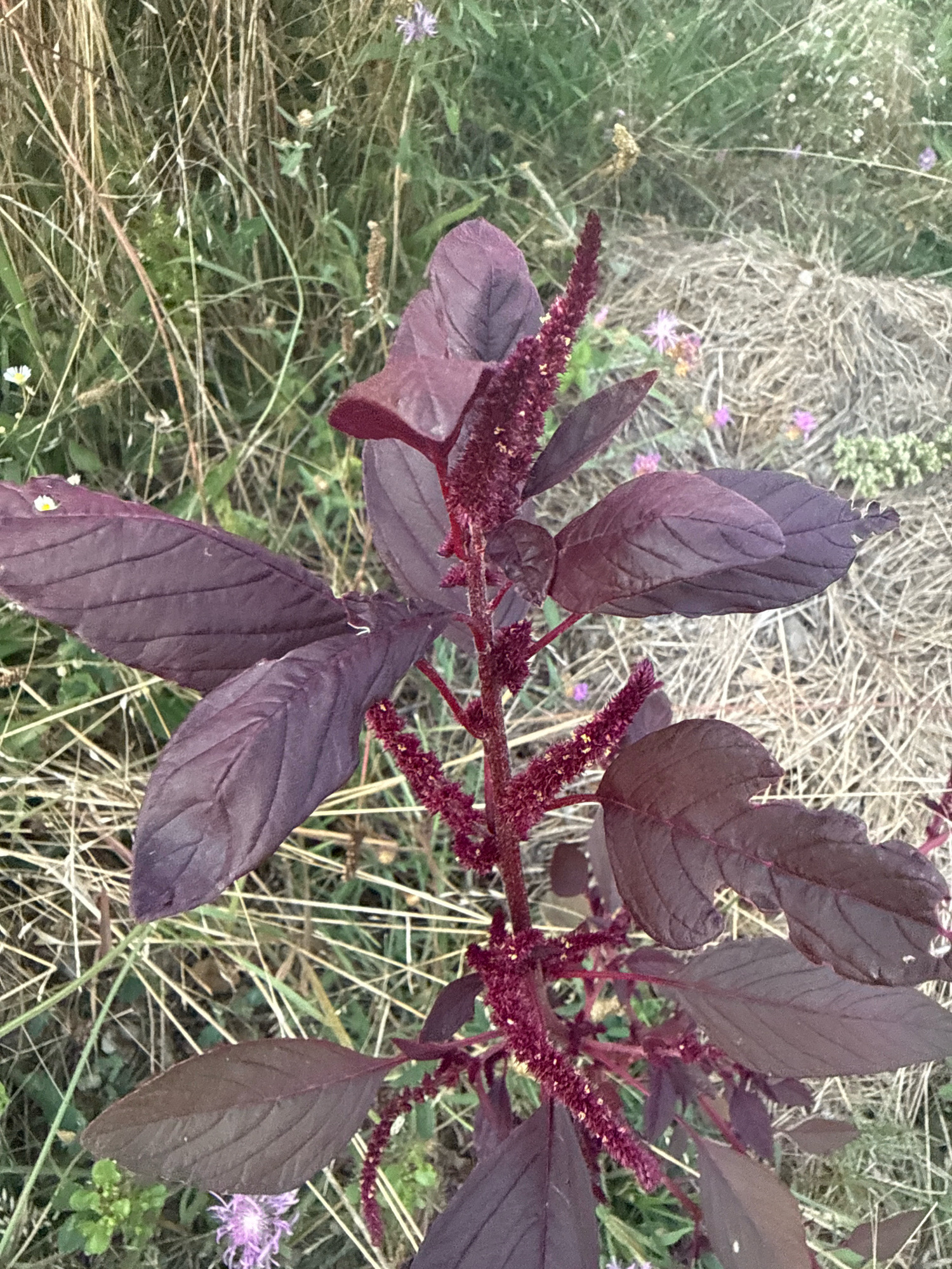 An amaranth plant with dark red-purple leaves and flower spikes is the central subject of this close-up, eye-level shot. The plant is positioned in the foreground, with its textured leaves and elongated, fuzzy flower clusters filling much of the frame. The background consists of dry, straw-like grasses and some green vegetation, with a few small purple and white flowers scattered throughout. The overall impression is of a natural, outdoor setting, likely a meadow or a wild garden area. The lighting appears to be natural daylight, casting soft shadows. The location is identified as Tenginka, Russia. There are no people or animals visible in the image.