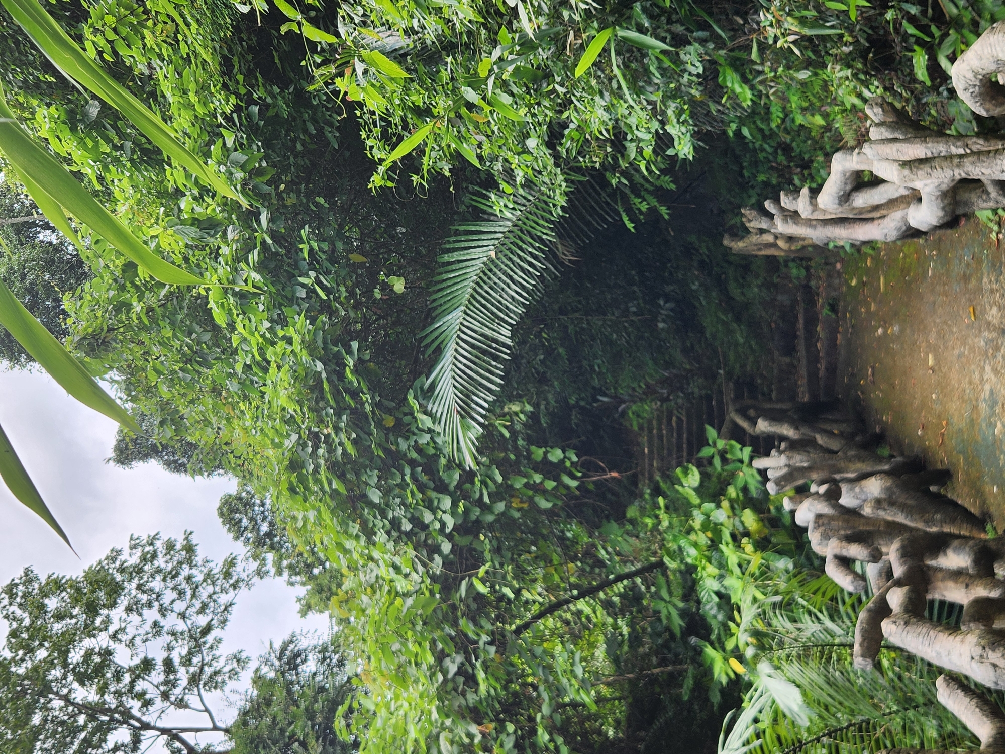 The image depicts a pathway leading into a lush, overgrown jungle, possibly within the Bà Nà Hills resort area near Đà Nẵng, Vietnam. The path is made of concrete or stone and is lined with a unique, sculpted railing that resembles gnarled tree branches. The railing appears to be made of concrete or a similar material, molded to look organic and rustic.
The pathway ascends into the dense vegetation, with steps partially visible under a canopy of green leaves and vines. Large fronds of a palm-like plant hang over the path, creating a tunnel-like effect. The surrounding environment is characterized by abundant greenery, with various types of trees, bushes, and climbing plants. The overall impression is one of a natural, somewhat wild, and inviting trail through a tropical or subtropical forest. The sky is overcast, suggesting a humid and possibly rainy day, which is common in the region. There are no people visible in the image.