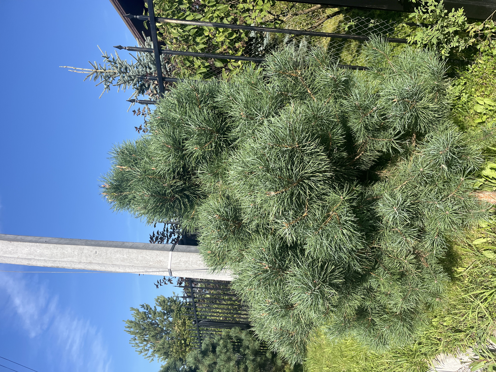 A dense, green pine tree is centered in the foreground of this outdoor, daytime photograph. The tree has a bushy, rounded shape, with clusters of long, thin needles. Behind the pine tree, a tall, gray concrete utility pole stands on the left side of the frame. A black metal fence runs horizontally across the mid-ground. Beyond the fence, several other trees are visible, including a smaller, bluish evergreen and deciduous trees with dark foliage. The background features a clear blue sky and a section of a dark-colored roofline on the right. The ground is covered in green grass. The image appears to have been taken in Vladimirovka, Russia, given the presence of the utility pole and fencing style commonly found in rural Russian residential areas.