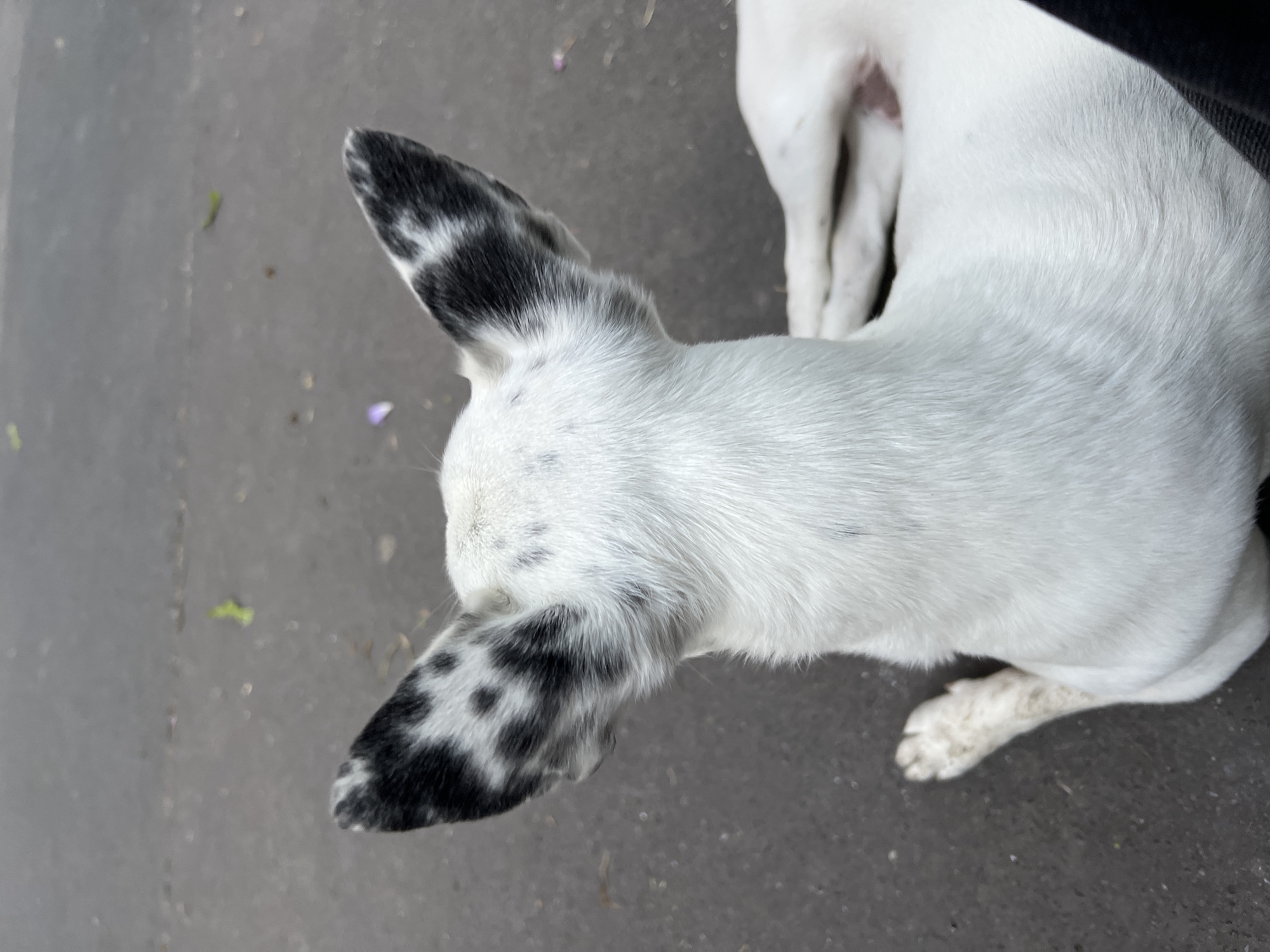 A top-down view captures a small, white dog with distinctive black and white spotted ears, lying calmly on a dark gray paved surface. The photograph appears to be taken outdoors in Milan, Italy, during the daytime. The dog's head is turned slightly to the left, showing its back and the prominent patterns on its upright ears. Its body is primarily white, with a few subtle black speckles on its head and back. One of its hind paws, visible in the lower right, is white but has some dirt on it, suggesting recent outdoor activity.
The ground beneath the dog is a uniform gray, likely concrete or asphalt, with scattered small green leaves and a single purple flower petal, reinforcing the outdoor setting. In the blurry background of one of the cropped images, a white leg with faint black spots can be seen, possibly indicating the presence of another dog nearby. The close-up perspective, with a sliver of black fabric (possibly clothing) visible in the top right, suggests the camera is held by a person observing the dog at rest. There is no visible text in the image.