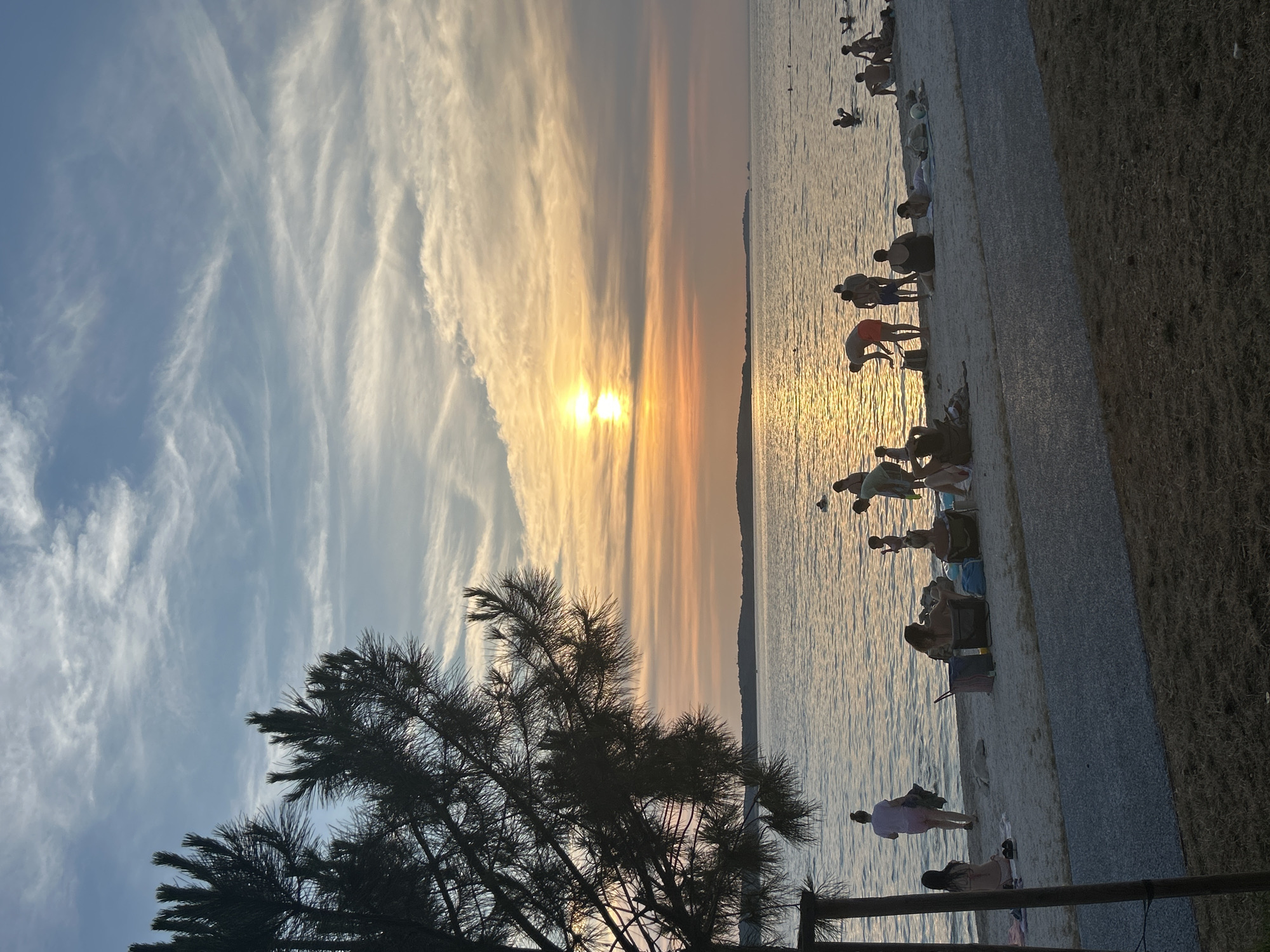 The image depicts a serene beach scene at sunset. Silhouetted figures of people are scattered across the sandy shore and shallow water, enjoying the evening. Some are standing, while others are seated on towels or chairs, possibly engaged in conversation or simply relaxing. The setting sun casts a warm, golden glow across the water, creating a tranquil atmosphere. Wispy clouds streak across the sky, illuminated by the sun's rays, adding to the picturesque view. A dark silhouette of a tree branches across the lower left of the frame, its needles finely detailed. The image conveys a sense of peace and leisure, typical of a late summer evening at the beach. The time of day is clearly sunset, indicated by the low angle of the sun and the warm color palette of the sky and water. The weather appears calm and pleasant, with no visible indications of wind or rain. The location is a beach, evident from the sand, water, and presence of beachgoers. There is no visible text in the image.