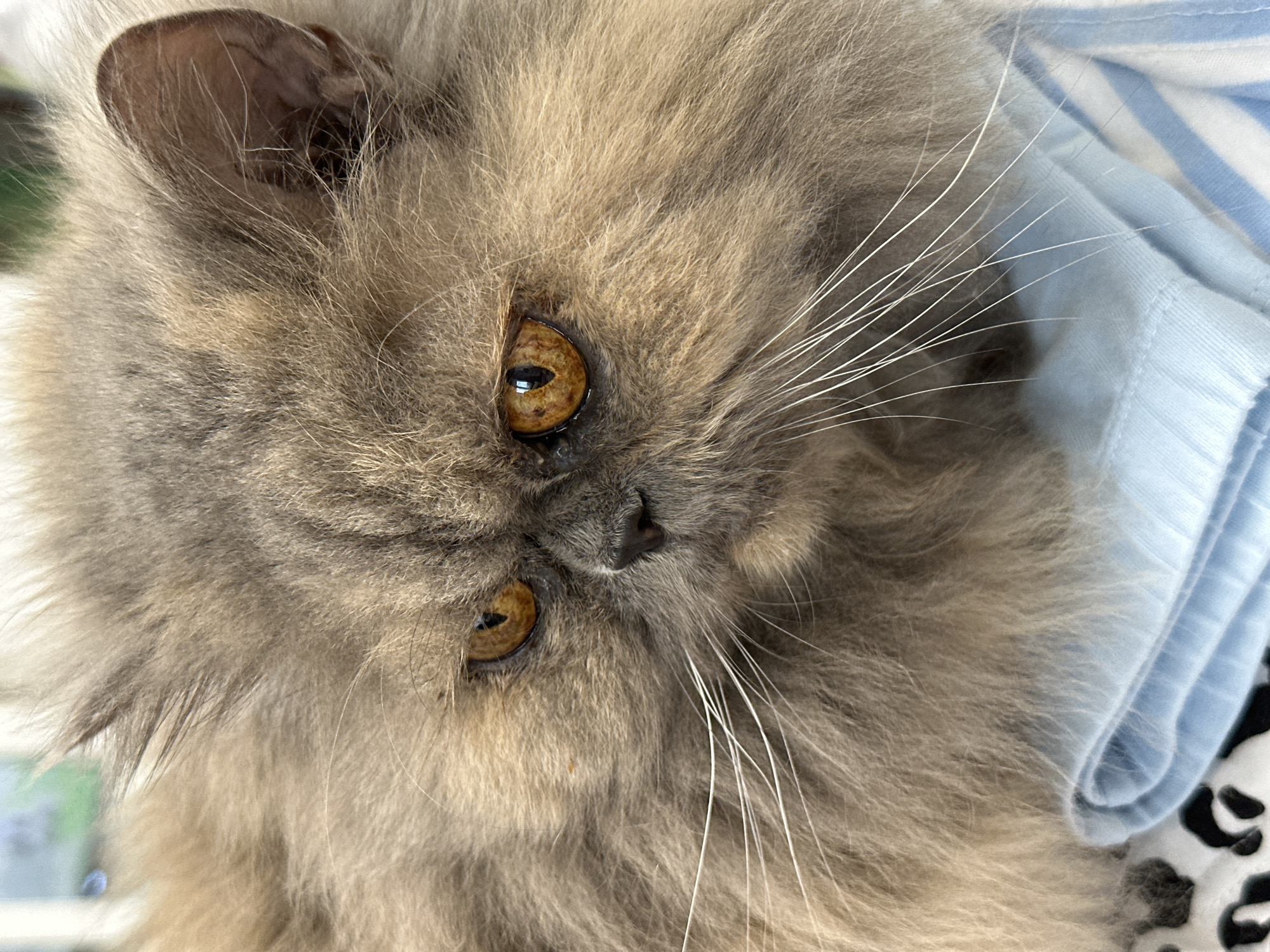 A close-up, eye-level shot captures the face of a fluffy Persian cat with striking amber eyes. The cat has long, grey fur that appears soft and dense. Its whiskers are long and white, fanning out from its muzzle. The cat's nose is dark and slightly upturned, and its expression is somewhat stern or contemplative. It is resting on a folded light blue fabric with white stripes, which is on top of a black and white patterned surface. The background is blurred, suggesting an indoor setting with some natural light. There is no discernible information about the city of Chaikovsky, Russia, in the provided image.