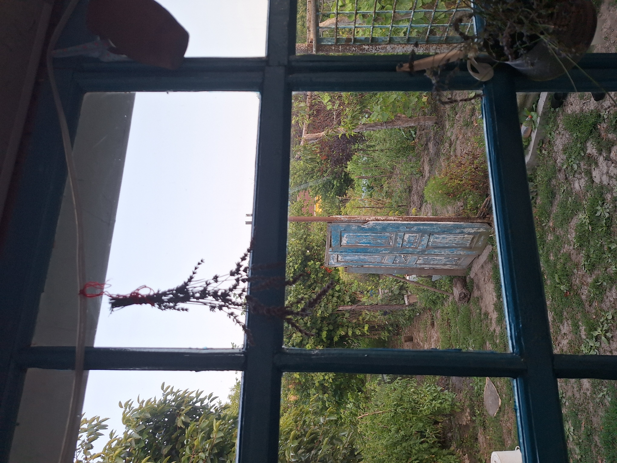 The image shows a view from inside a building, looking out through a window with dark blue frames onto a garden area. In the foreground, hanging from the top frame of the window, is a bundle of dried plants or herbs tied with red string. The garden outside is overgrown with lush green vegetation, including trees and bushes. A weathered, blue-painted wooden door stands slightly ajar in the middle ground, leading further into the garden. The ground is a mix of dirt and sparse grass. In the background, a metal fence and more foliage are visible, suggesting a rural or suburban setting. The sky above is clear and pale. The overall impression is one of a slightly neglected but vibrant garden, likely in a residential area. This scene is located in Nabran, Azerbaijan.