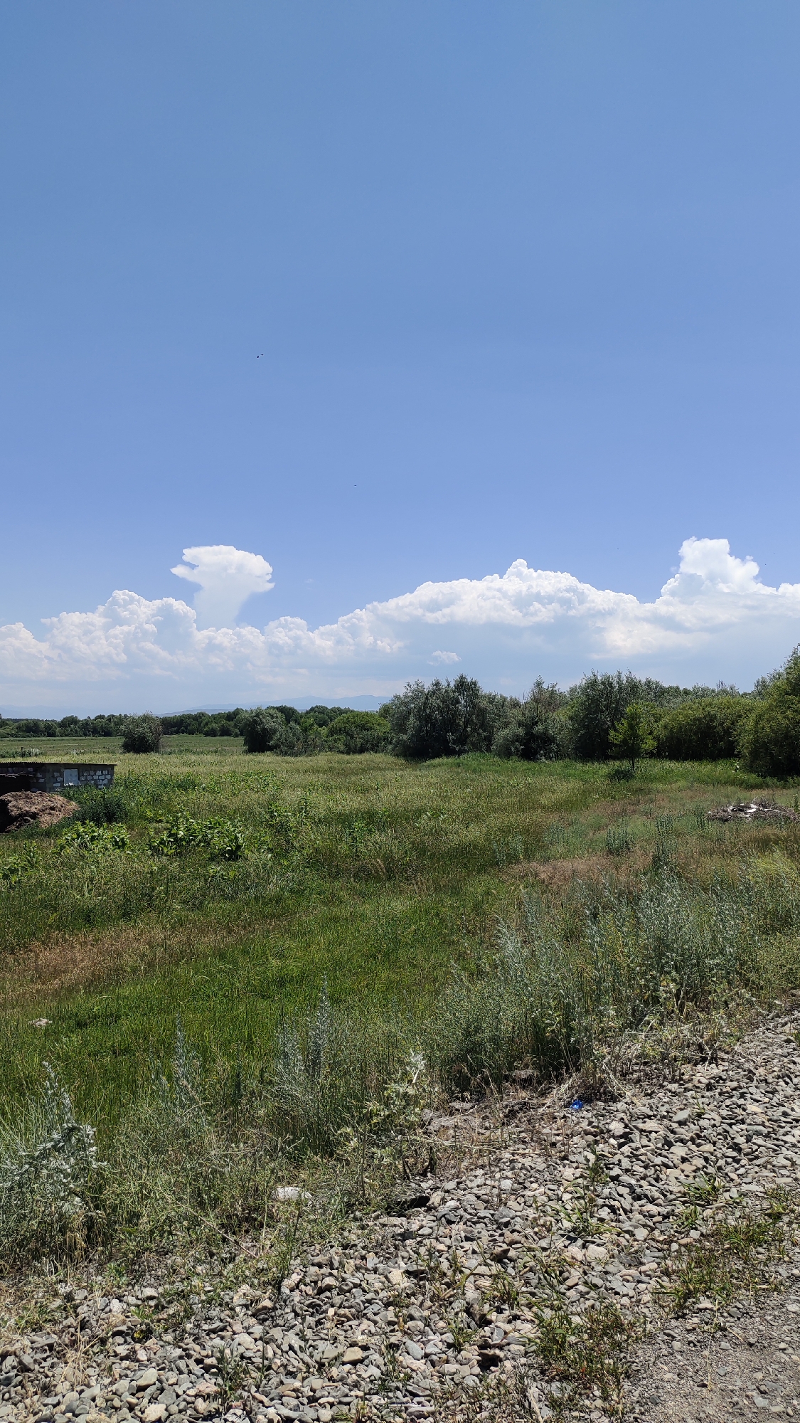 The image depicts an outdoor scene on a clear, sunny day in Taldykorgan, Kazakhstan. The sky is a vibrant blue with scattered cumulus clouds. In the foreground, a gravel path is visible, bordered by tall grasses and vegetation. The midground features a lush green field interspersed with wildflowers and some dried grass. A small, dilapidated brick structure is present on the left side of the field, with some debris nearby. In the background, a dense line of trees forms a natural barrier, with rolling hills visible beyond them. The overall impression is one of a rural or semi-rural landscape.