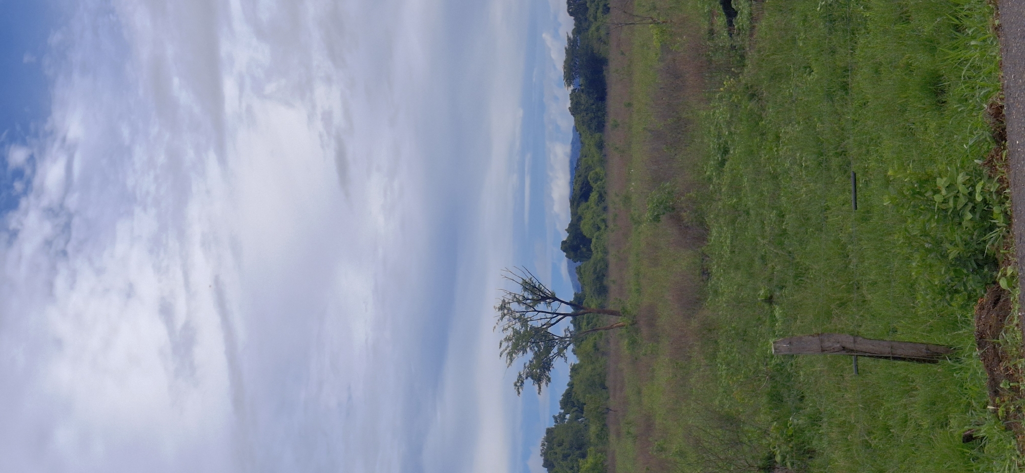 This image depicts a rural landscape located in the city of Vallecito, Venezuela.
The upper portion of the frame is dominated by a largely overcast sky, featuring a dynamic mixture of white, light grey, and darker grey clouds, with some patches of clearer blue sky visible, particularly towards the upper right. A small, indistinct white speck, possibly a bird or distant aircraft, is faintly discernible within the clouds in the upper right quadrant.
The middle ground consists of an expansive, uncultivated field covered in varied green and brown grasses and low-lying vegetation. Approximately centered within this field stands a single, prominent deciduous tree with a double trunk and moderately dense green foliage, though some bare branches are also visible. Behind the field, a dense line of lush green trees and brush forms the distant horizon, with subtle hints of blueish, hazy terrain suggesting distant hills or mountains appearing above and behind this tree line.
In the foreground, on the left side, a weathered wooden fence post is partially visible, protruding from the lower left vegetation. A dark, thin horizontal line, consistent with a fence wire, extends from the post towards the right. The very bottom edge of the image reveals a narrow strip of dark, uneven ground, indicative of a dirt road or path bordering the field.
No human subjects or animals are visible, and no specific actions or interactions are depicted within the scene. The overall impression is one of a quiet, natural landscape under a cloudy sky.