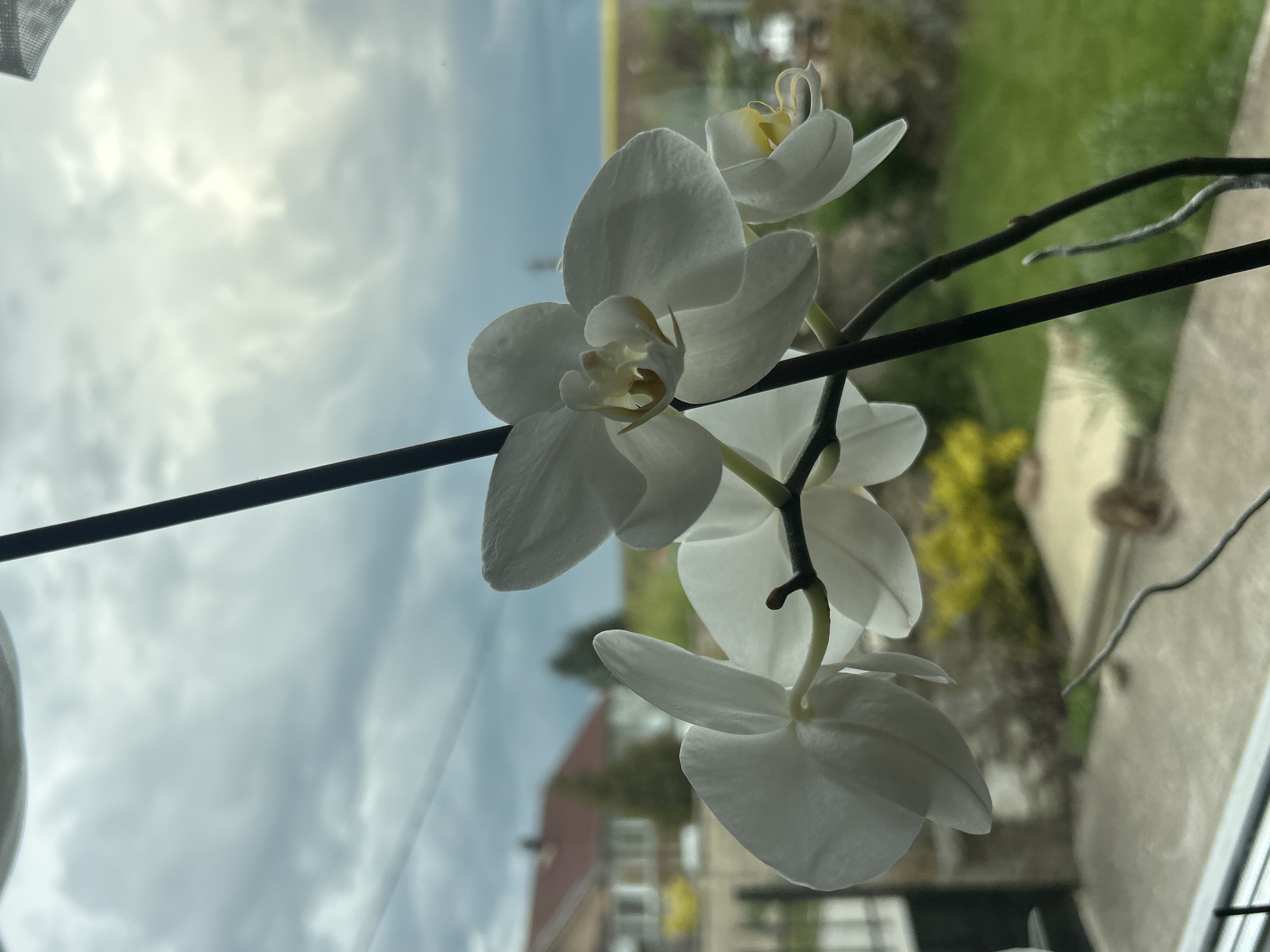 The image shows a close-up of white orchids, likely in a vase, set against a window. Through the window, we see a cloudy sky, a red-roofed building, some greenery, and what appears to be the edge of a window frame. The focus is primarily on the orchid blossoms, highlighting their delicate structure.