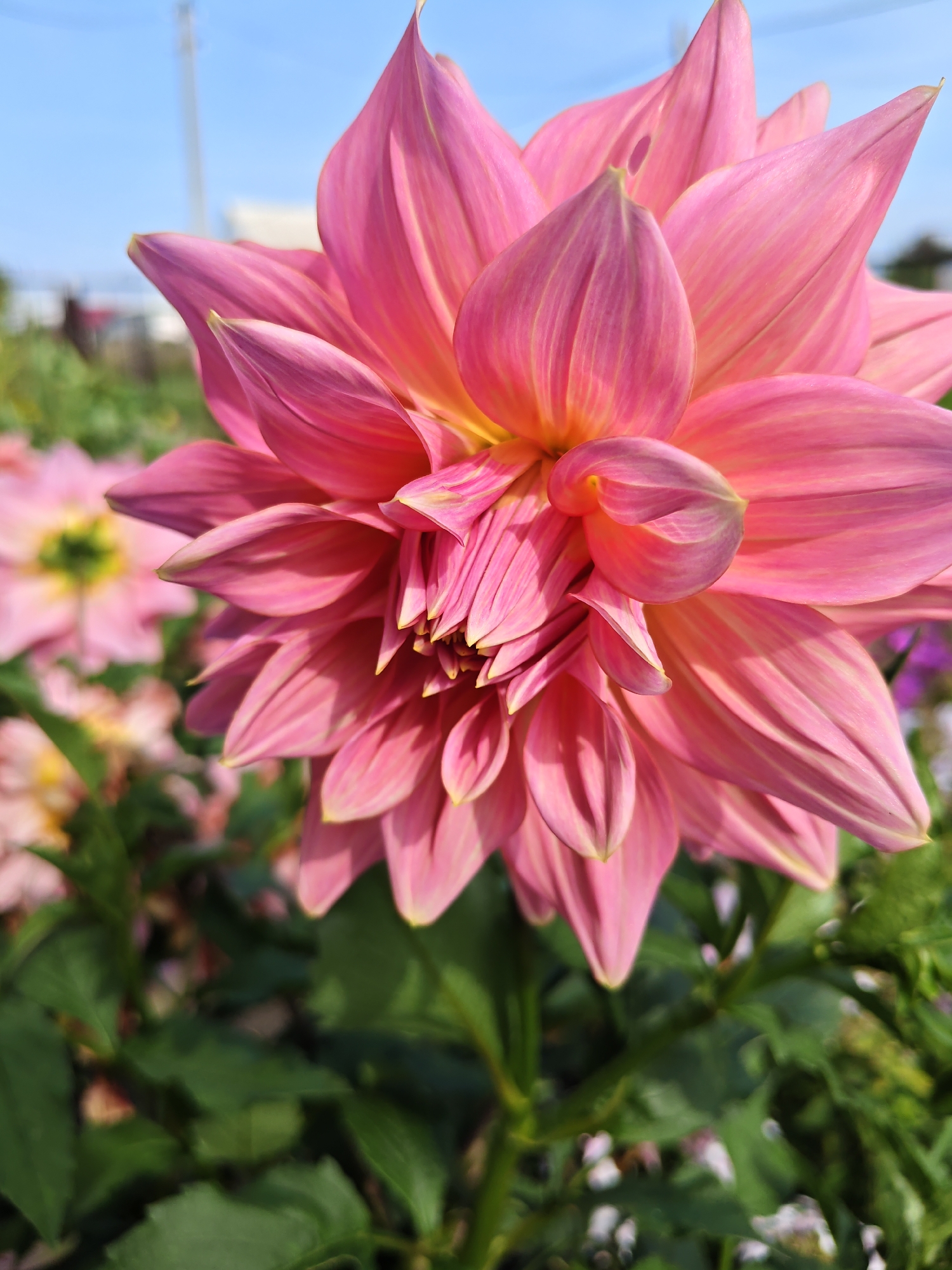 A close-up, vertical, outdoor shot showcases a vibrant pink dahlia flower in full bloom, its layered petals fanning outwards. The flower's center displays a cluster of tightly furled petals with hints of yellow. The background is softly blurred, revealing other pink dahlias and lush green foliage under a bright blue sky. The scene appears to be a garden or park in Poretskoye, Russia, with a faint glimpse of a building and a utility pole in the distance, suggesting an urban or semi-urban environment. No people are visible in the image, and no actions or interactions are depicted. The lighting indicates it is daytime, with sunlight illuminating the flower.