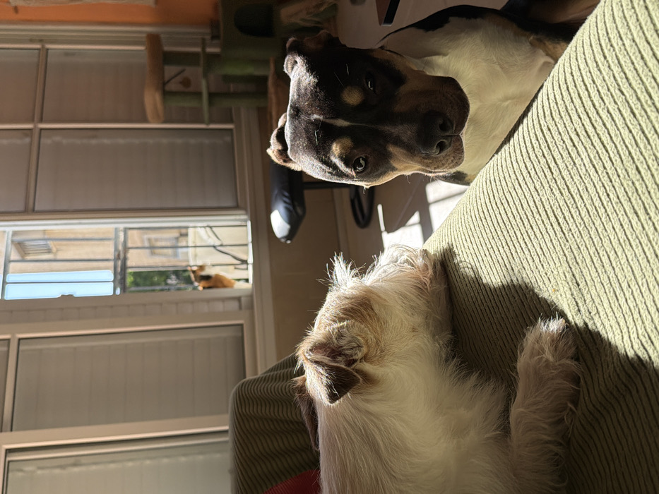 The image depicts an indoor residential scene in Tel-Aviv, Israel, characterized by strong natural light entering through a window. In the foreground, a light-colored, shaggy-haired dog with tan and white fur lies on a green ribbed sofa, its head turned away from the camera towards the window. To its right, partially obscured by the sofa, a second dog, tri-colored with black, tan, and white markings, looks directly at the camera with an alert expression. The background features a large, white-framed window with an open section, behind which metal security bars are installed. Outside the window, a calico cat (white, orange, and black) is visible on a ledge or railing, observing the interior. The exterior view also shows part of a light-colored building and some green foliage. Within the room, to the right of the window, a multi-tiered green cat tree and a black, round-seated stool are present. A striped blanket is draped over the sofa back. Sunlight casts distinct shadows across the sofa and floor.