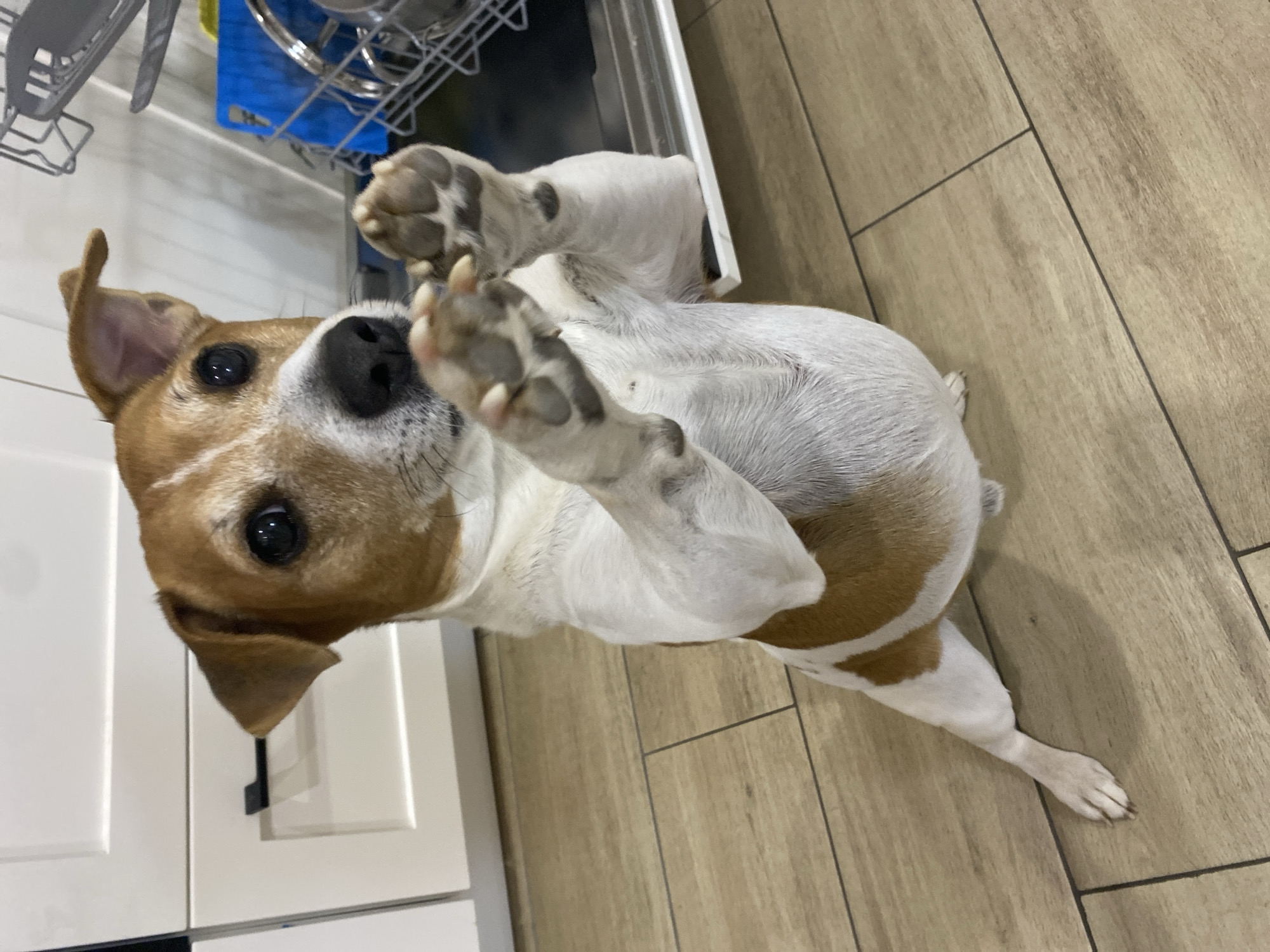 A tan and white Jack Russell Terrier dog is lying on its back on a light brown wooden-patterned tile floor. The dog has one front paw raised towards the viewer. It is located in front of a white cabinet and open dishwasher with kitchen items inside. The location is not discernable from this image, and the reference to the city of Chaikovsky, Russia, is irrelevant.