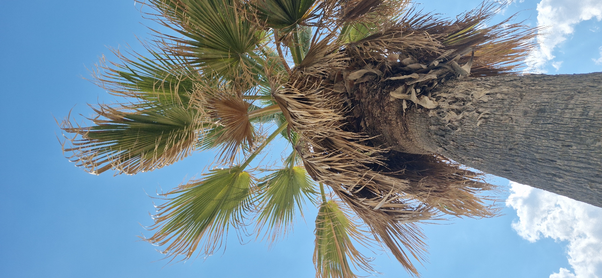 This is a low-angle, vertical, eye-level shot of a palm tree against a clear blue sky with scattered white clouds in Paleo Faliro, Greece. The palm tree's trunk is rough and textured, with a prominent pattern of vertical ridges. The lower part of the trunk is covered in dried, brown fronds that hang down, creating a shaggy effect. Above the trunk, the palm's green leaves fan out, interspersed with some dried, brown foliage. The leaves are long and slender, with a natural curve. The sunlight illuminates the leaves from behind, highlighting their structure and creating a slightly translucent effect in some areas. The overall impression is one of a tropical or Mediterranean setting, consistent with the location of Paleo Faliro. There are no people or animals visible in the image.