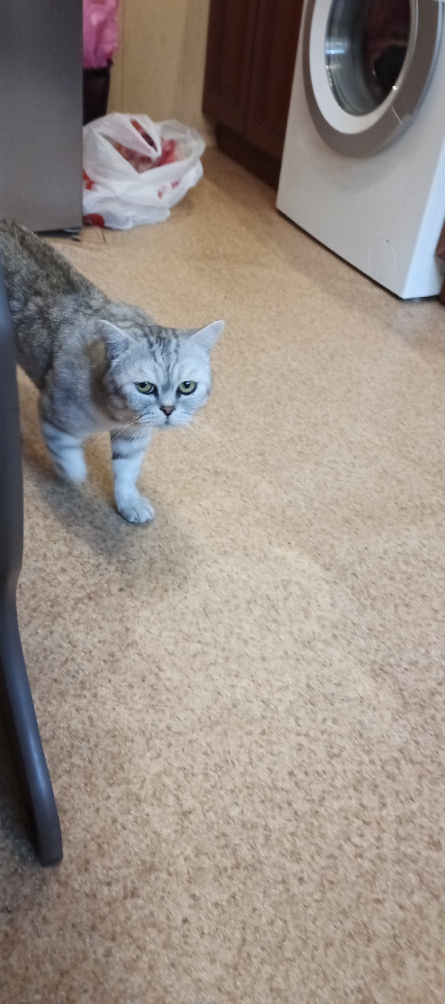 A silver tabby cat is walking across a tan, speckled floor. The cat is facing forward with green eyes. In the background, to the left of the cat, is a white plastic bag filled with red items. Further left is a dark gray object, possibly a chair leg, and a hint of a gray appliance. To the right of the cat is a white washing machine with a silver rim around its door. Behind the washing machine are dark wood cabinets. The scene appears to be in a kitchen or laundry area. The specific location within Samara, Russia cannot be determined from the image.