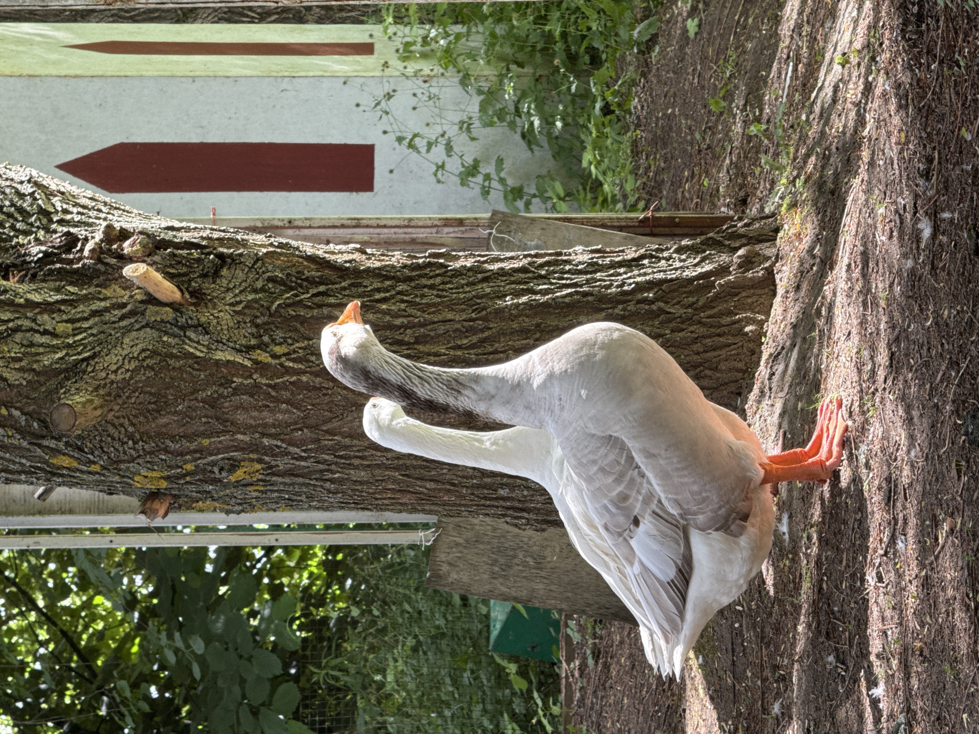 Two domestic geese stand near a large tree in a wooded area with a white building featuring red accents in the background. The goose in the foreground is white with gray markings on its neck and head, and it has orange legs and feet. The second goose, partially obscured by the first, is also white. The ground is covered with soil, twigs, and scattered feathers. The building in the background is white with two vertical red rectangles on one side and a vertical pale green stripe on the other, suggesting it might be a shed or outbuilding. The scene appears to be in a rural or semi-rural setting, potentially a backyard or farm in Ulitkino, Russia, given the mention of the location. The lighting suggests it is daytime, with dappled sunlight filtering through the trees.
