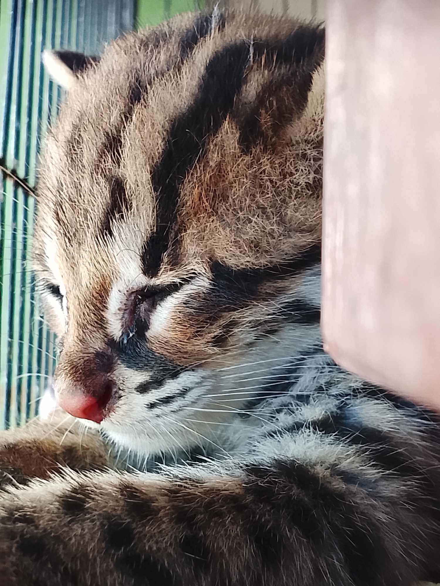 The image is a close-up, vertical shot of a young wild cat with distinctive dark stripes on a lighter, mottled brown and tan coat. The cat is curled up, facing left, with its eyes mostly closed and its pink nose prominent. Its fur is dense and appears soft. To the left of the cat, a blurred background of vertical green bars is visible, suggesting it might be in a cage or enclosure. To the right, a large, out-of-focus object, possibly a hand or part of a structure, is partially obscuring the cat's head. The lighting suggests it is daytime. The image was taken in Kuta Trieng, Indonesia.