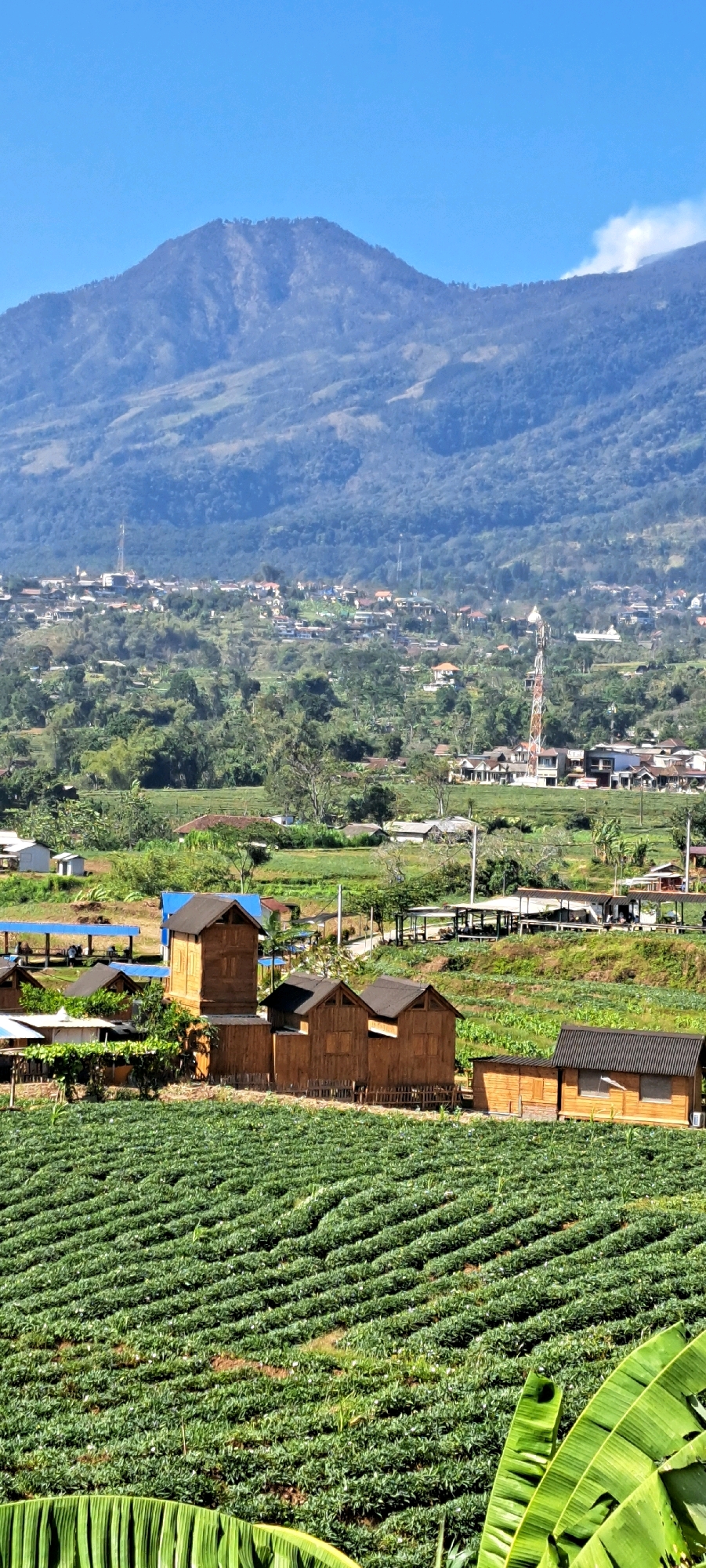 A vertical, eye-level shot captures a rural landscape under a clear blue sky in Kesiman, Indonesia. In the foreground, a neatly planted field of green crops, possibly tea or strawberries, stretches across the frame. The plants are arranged in neat, undulating rows, with glimpses of white flowers scattered amongst the foliage. Further into the scene, several small, rustic wooden structures with dark roofs are visible. These buildings appear to be single-story, with one slightly taller structure in the center. Beyond these structures, a small village or town is nestled on a hillside, characterized by numerous houses with various roof colors and styles, interspersed with lush green trees. A prominent red and white telecommunications tower stands tall among the buildings, indicating modern infrastructure within the rural setting. The background is dominated by a large, majestic mountain, its slopes covered in dense green forest. The mountain's peak is softened by a haze, and a wispy white cloud is visible near its summit. The overall impression is one of serene natural beauty, with a harmonious blend of agriculture, village life, and imposing natural topography.