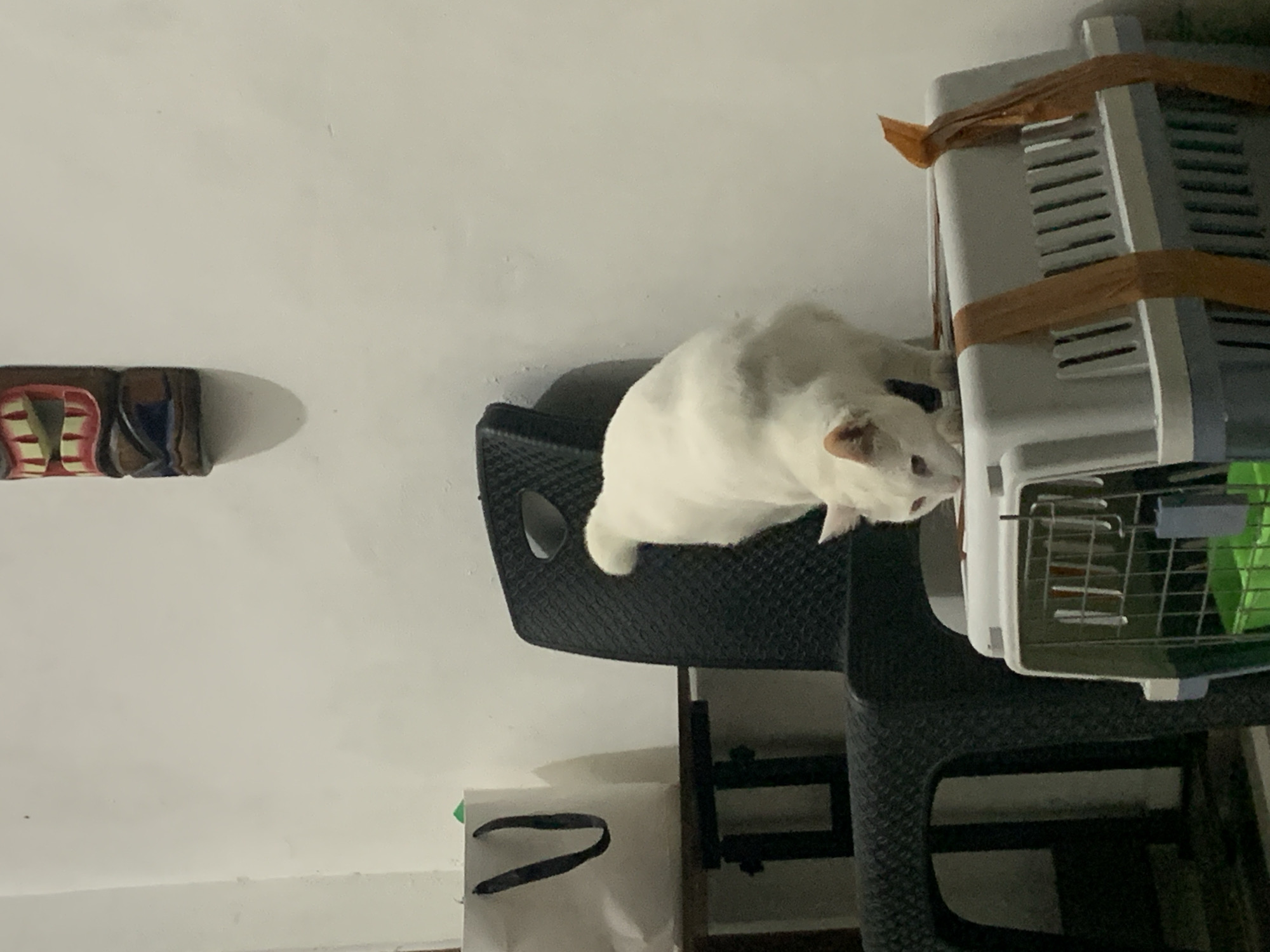 A white cat is perched on a black plastic chair, looking towards a white pet carrier secured with brown straps. The carrier has a metal door with horizontal bars and a green interior visible through the bars. The cat is partially visible, with its head and front paws extended towards the carrier. The chair appears to be part of a set of outdoor furniture, with another black plastic piece visible below it. To the left of the chair, on a white wall, is a decorative wooden object with red, yellow, and blue accents, resembling teeth or a mask. A white paper bag with black handles is on the floor beneath the chair. The scene is lit by artificial light, suggesting it's indoors or nighttime. The overall setting appears to be a domestic environment in Sukawati, Indonesia, possibly a patio or veranda. The cat's posture suggests curiosity or interest in the pet carrier.