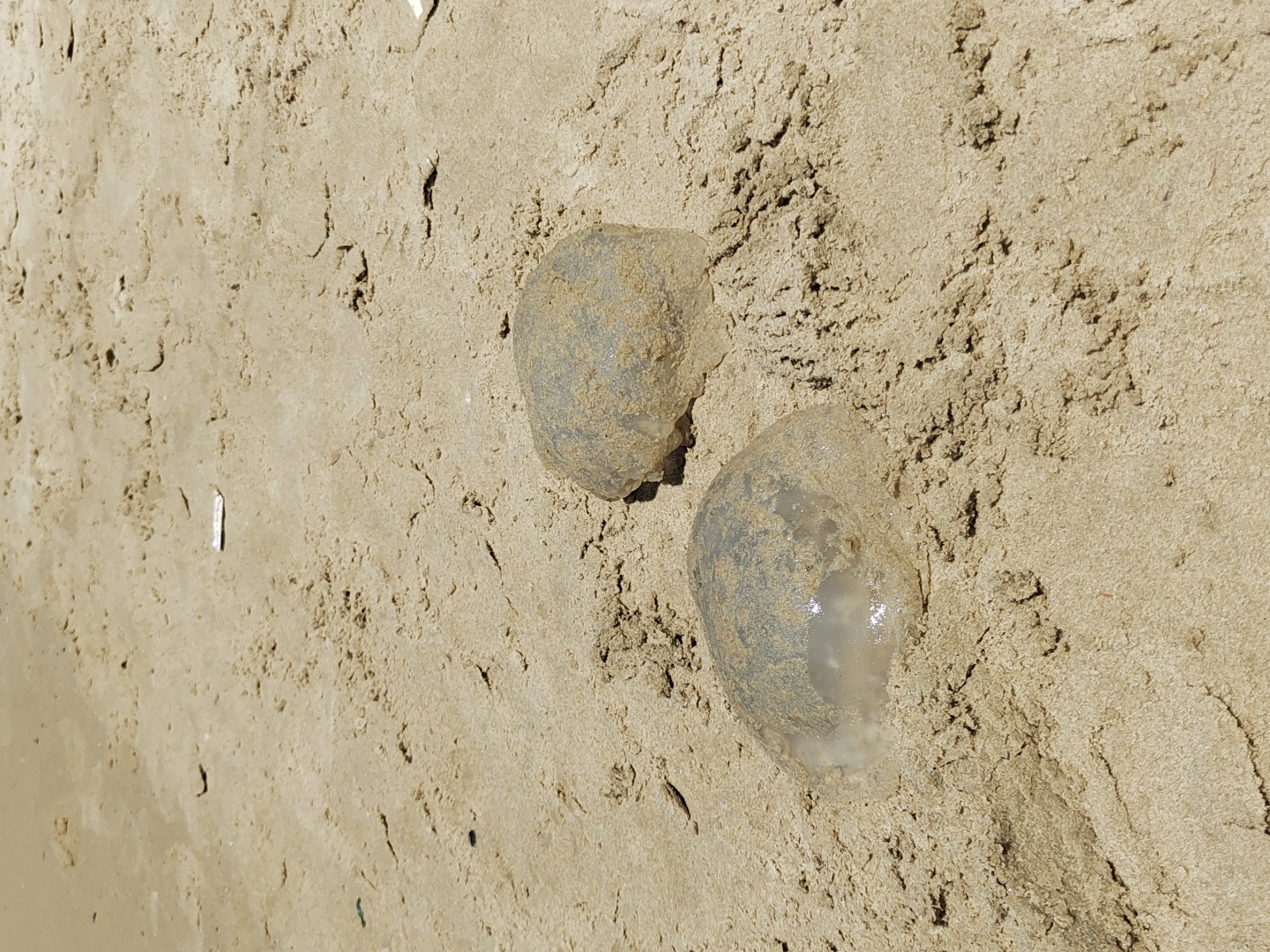 The image depicts two jellyfish stranded on a sandy beach in Tel-Aviv, Israel. The foreground features a large, translucent, dome-shaped jellyfish partially embedded in the light brown sand, its surface glistening slightly from moisture and coated with fine sand particles. Further back and to the right, a second, smaller jellyfish is almost entirely covered by sand, appearing as a sandy mound. The surrounding beach consists of textured, dry sand with small ripples and granular details. In the upper central portion of the image, a small, white, elongated object resembling a cigarette butt is visible on the sand. The scene is illuminated by bright daylight, casting minimal shadows and highlighting the texture of the sand and the jellyfish. No people or active interactions are visible.