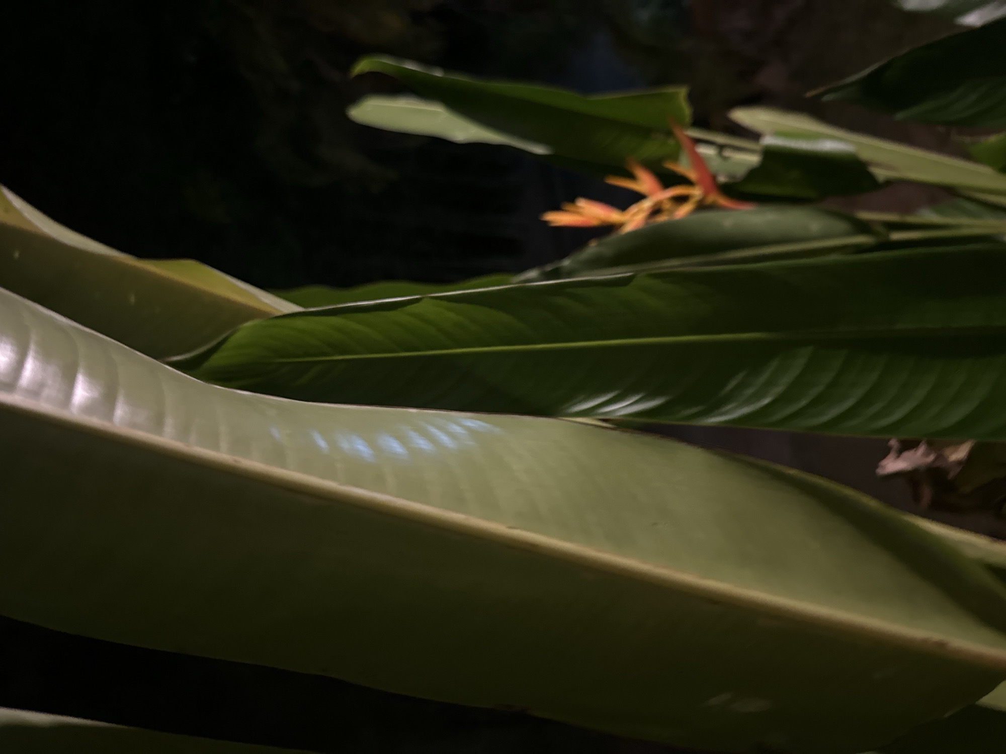 This is a close-up, low-light photograph of a Heliconia flower with large green leaves in the foreground. The flower is vibrant orange and red and is partially obscured by the leaves. The background is dark and out of focus, suggesting it is nighttime. The image was taken in the vicinity of a resort or residential area on Koh Phangan, Thailand, likely within a garden or natural setting.