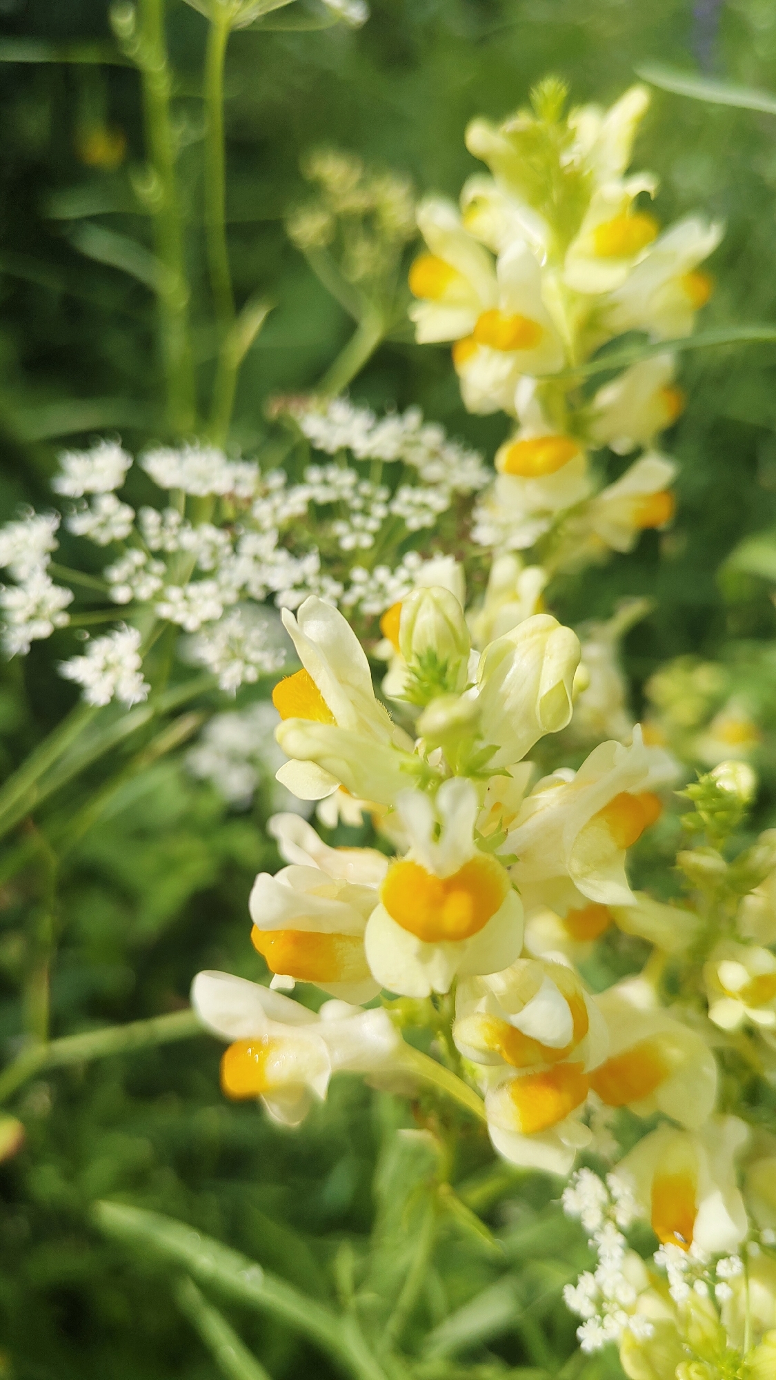 This is a close-up, vertical, outdoor photograph of yellow and white flowers with green foliage in the background. The focus is on a cluster of delicate, pale yellow flowers with bright yellow centers, resembling snapdragons or toadflax. These flowers are arranged on a stem, with some buds visible. To the left and slightly behind them are clusters of tiny, white flowers, possibly Queen Anne's Lace or a similar species. The lighting suggests a sunny day, with some dew drops visible on the petals. The background is a soft blur of green, indicating a natural setting. There are no people or man-made objects visible. This image was taken in Krasnoyarsk, Russia.