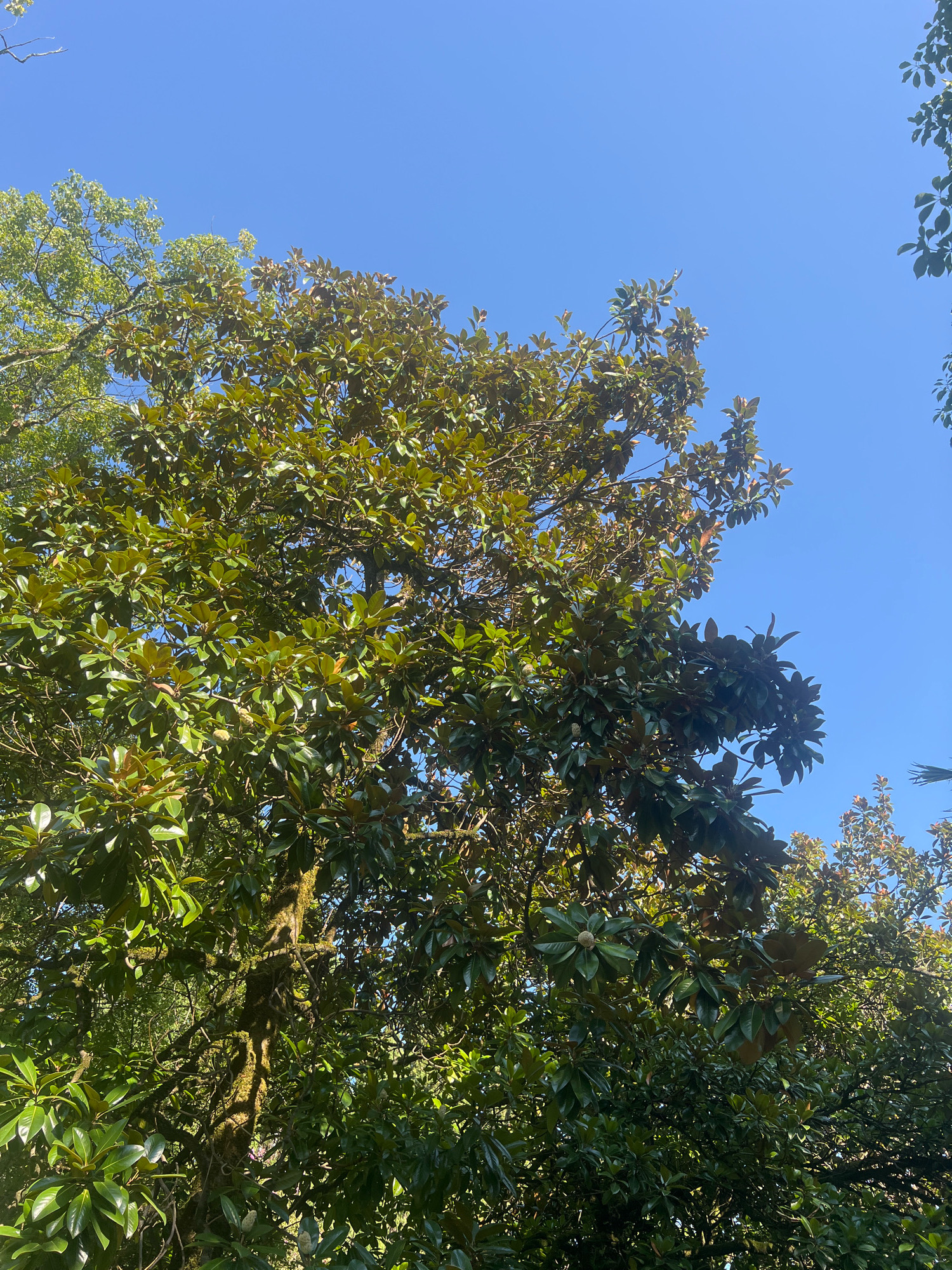 The image depicts a dense canopy of trees against a clear blue sky. The leaves are predominantly a deep green, with some hints of brown and reddish hues, suggesting an evergreen species, possibly a magnolia. The branches are interwoven, creating a textured pattern of light and shadow. Sunlight filters through the foliage, illuminating some areas and leaving others in partial shade. In the lower part of the image, the gnarled, moss-covered trunk of a tree is visible, indicating maturity. The overall impression is one of lush vegetation in an outdoor setting. The scene is devoid of any people or human activity. The location is identified as New Athos, Abkhazia.