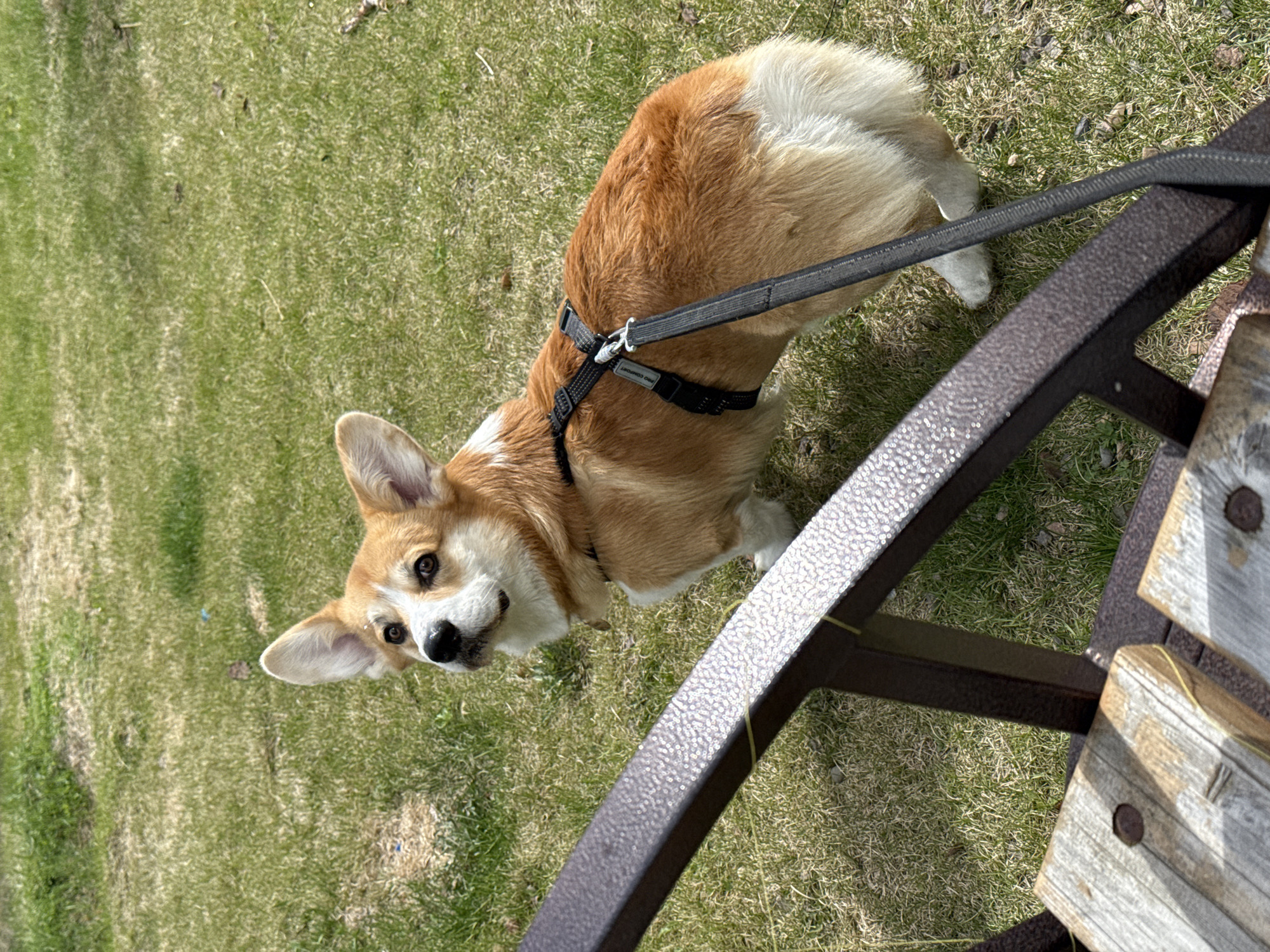 A tan and white corgi dog is standing on green grass next to a brown metal and wood bench. The dog is wearing a black harness and leash. The scene is outdoors in daylight. The location is not evident from the image.