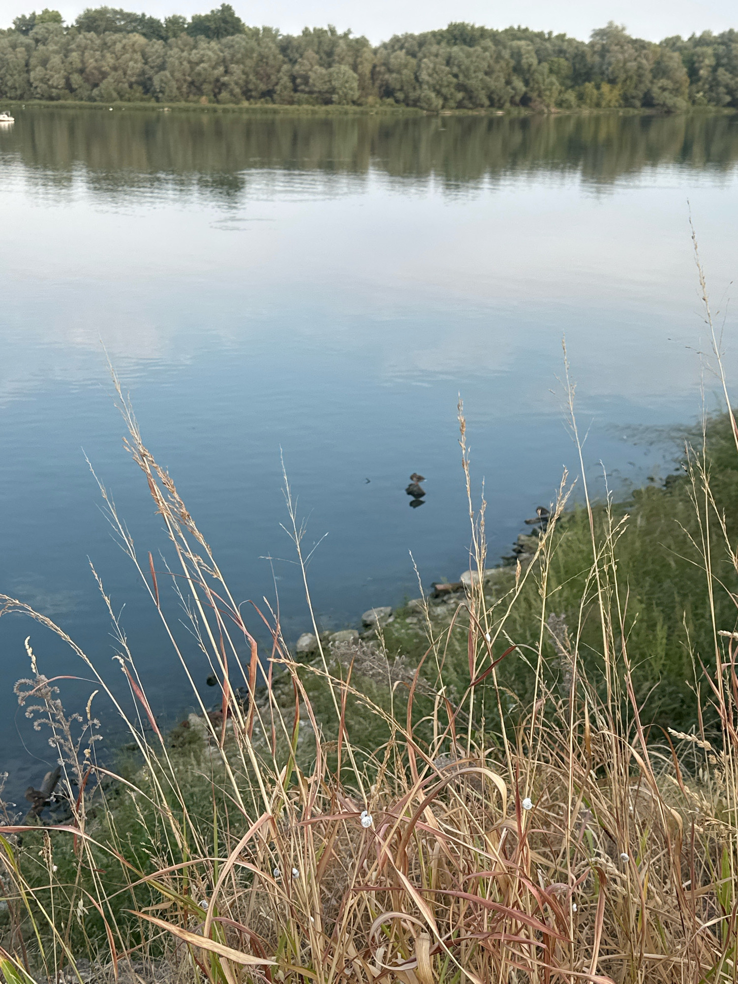The image depicts a tranquil riverside scene, likely situated along the Sava River in Belgrade, Serbia, given the presence of dense foliage lining the opposite bank, characteristic of its natural expanses. In the foreground, dry, golden-brown grasses and reeds dominate, with several small, white snails adhering to their stalks. The river itself is calm, reflecting the overcast sky and the distant tree line. A few ducks are visible on the water, appearing as dark specks. In the far distance, on the opposite bank, a dense forest of green trees forms a natural barrier. A small, white boat is partially visible on the far left side of the image, indicating human presence in the vicinity. The overall atmosphere is serene and natural, showcasing a peaceful corner of Belgrade's riverside.