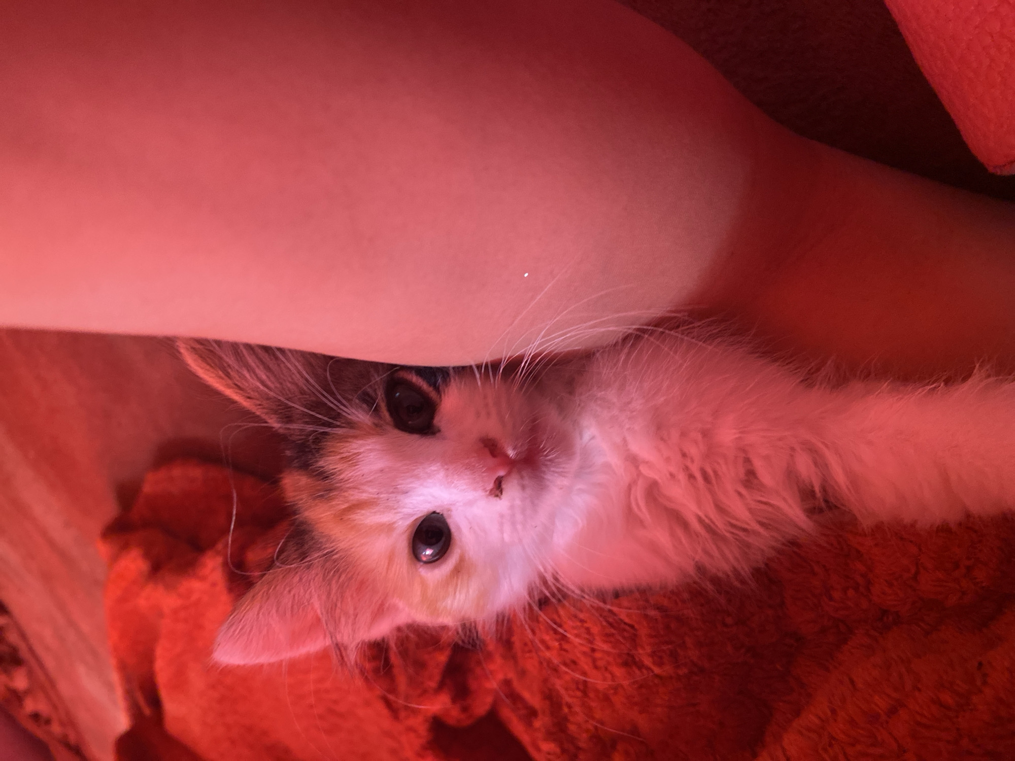 A domestic calico kitten is positioned on its left side, resting on a bare human limb, likely a forearm or upper arm. The kitten's fur exhibits patches of white, orange, and dark brown/black, though all colors are heavily saturated with a strong red light, making the white fur appear pink, and other colors deeply reddish or maroon. Its face, primarily white and orange, is turned towards the viewer, displaying large, dark, reflective pupils, a small pink nose, and prominent white whiskers. Its left paw is visible, resting on the limb. The background consists of a red, textured, fabric material, possibly a blanket. The entire scene is illuminated by a dominant red light source, uniformly tinting all elements. The human limb is light-skinned and extends horizontally across the lower portion of the frame. The immediate environment suggests an indoor setting.